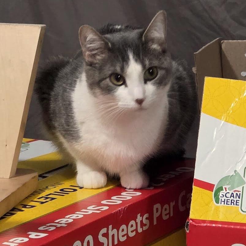 BlueJay C10588, Adoptable, Young Female Domestic Short Hair.
