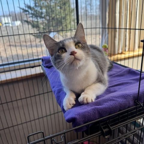 Enlarge BlueJay C10588, a Adoptable Domestic Short Hair in Princeton, MN image 2/5