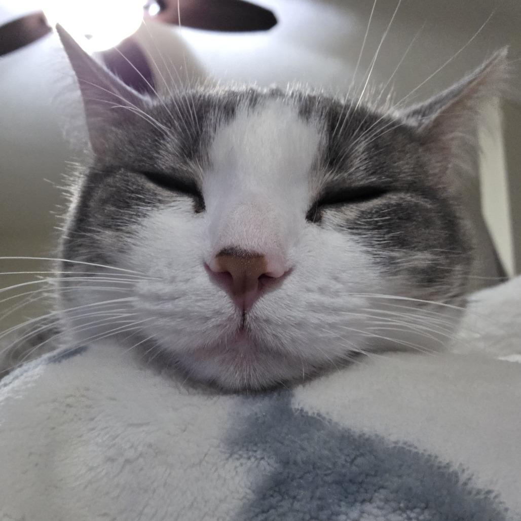 Enlarge BlueJay C10588, a Adoptable Domestic Short Hair in Princeton, MN image 3/5