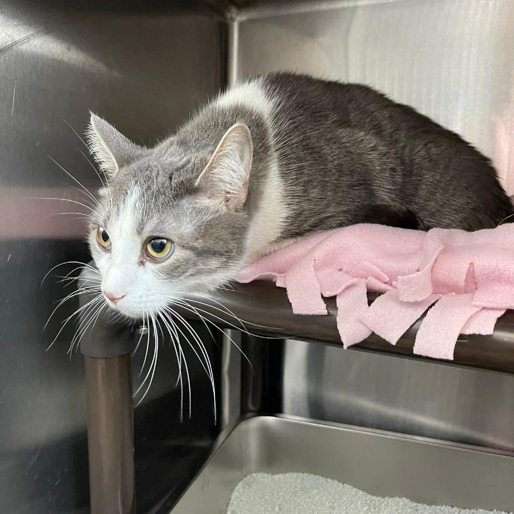 Enlarge BlueJay C10588, a Adoptable Domestic Short Hair in Princeton, MN image 5/5