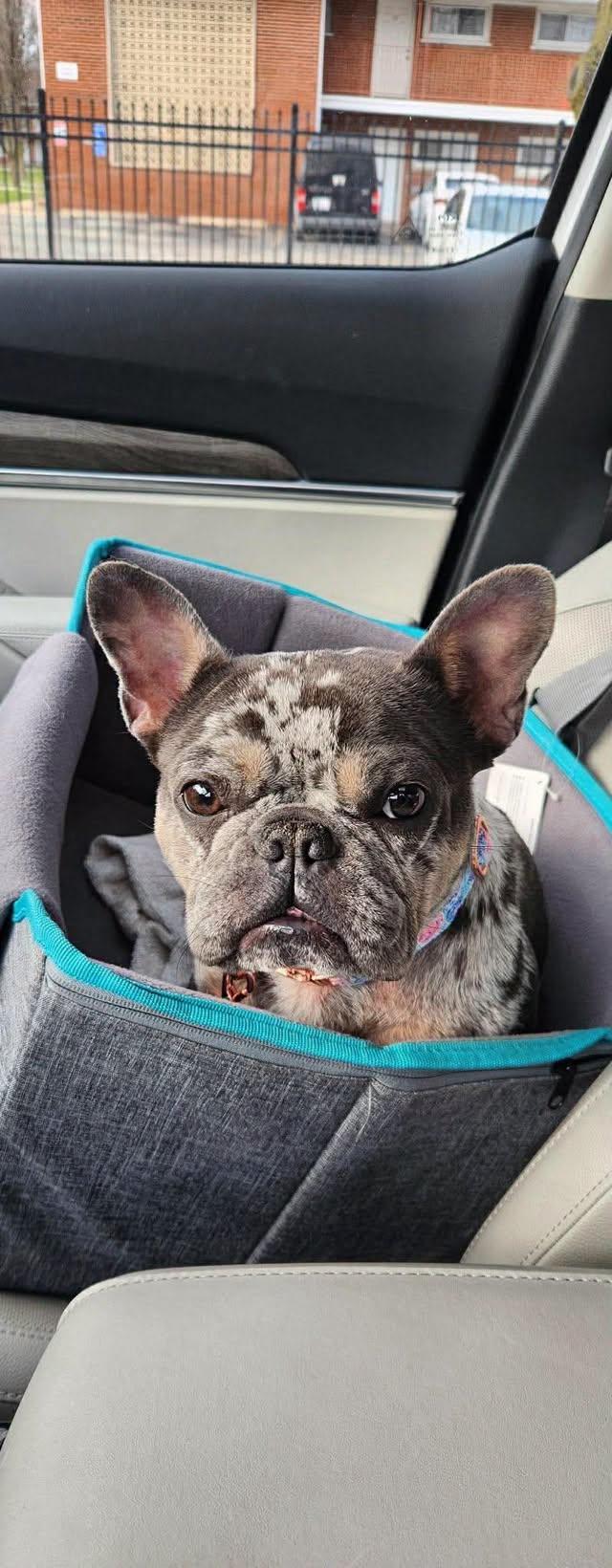 Enlarge Minty, a Adoptable French Bulldog in Torrington, CT image 1/6
