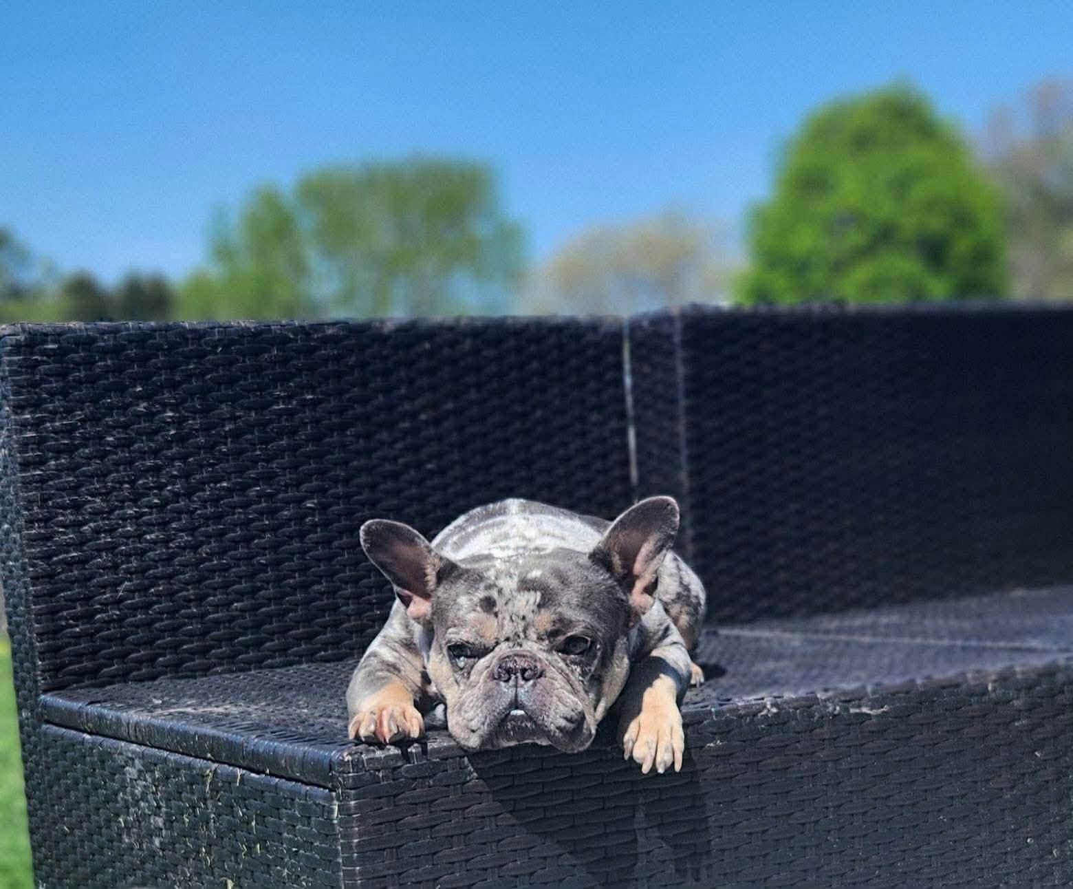 Enlarge Minty, a Adoptable French Bulldog in Torrington, CT image 3/6