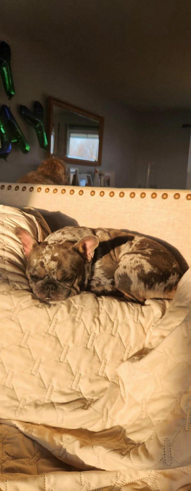 Enlarge Minty, a Adoptable French Bulldog in Torrington, CT image 2/6