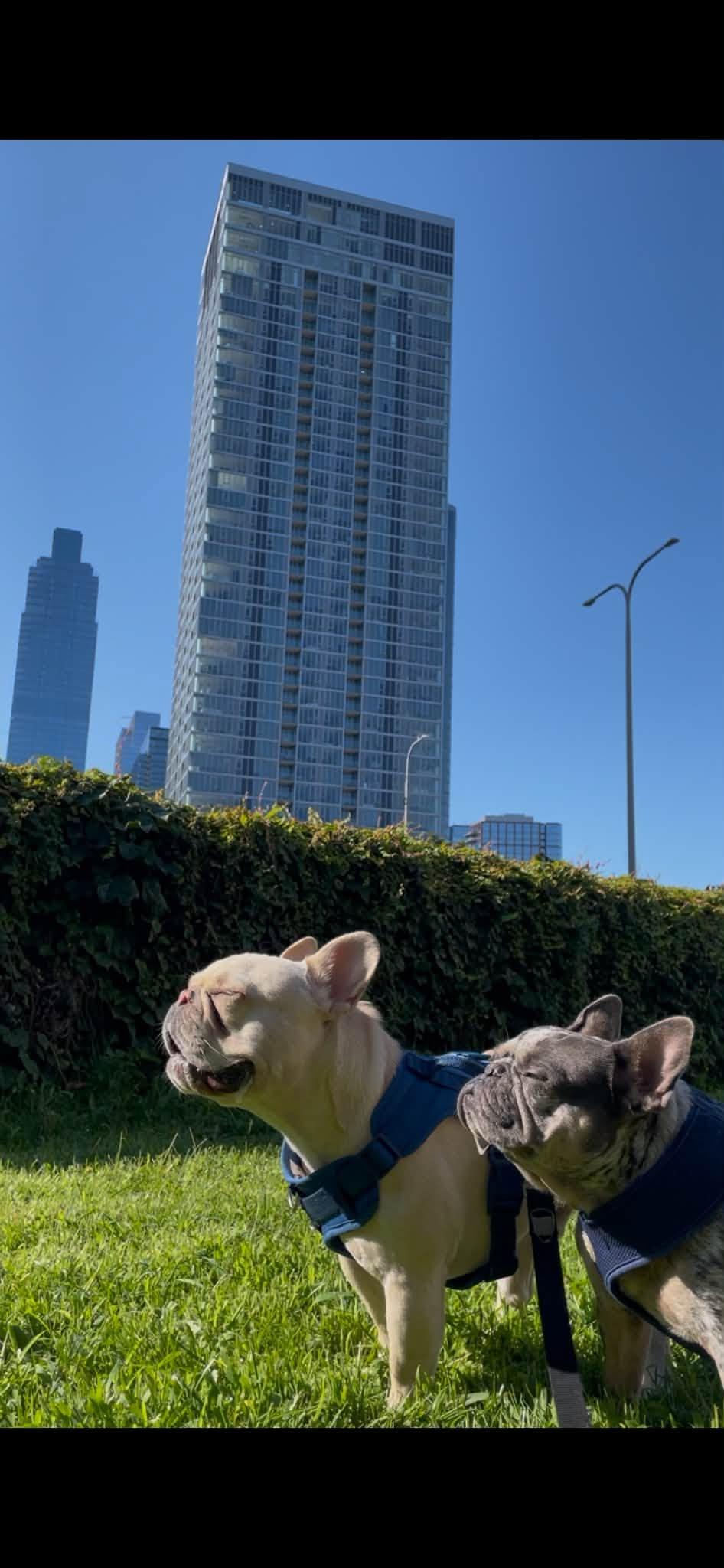 Enlarge Minty, a Adoptable French Bulldog in Torrington, CT image 4/6