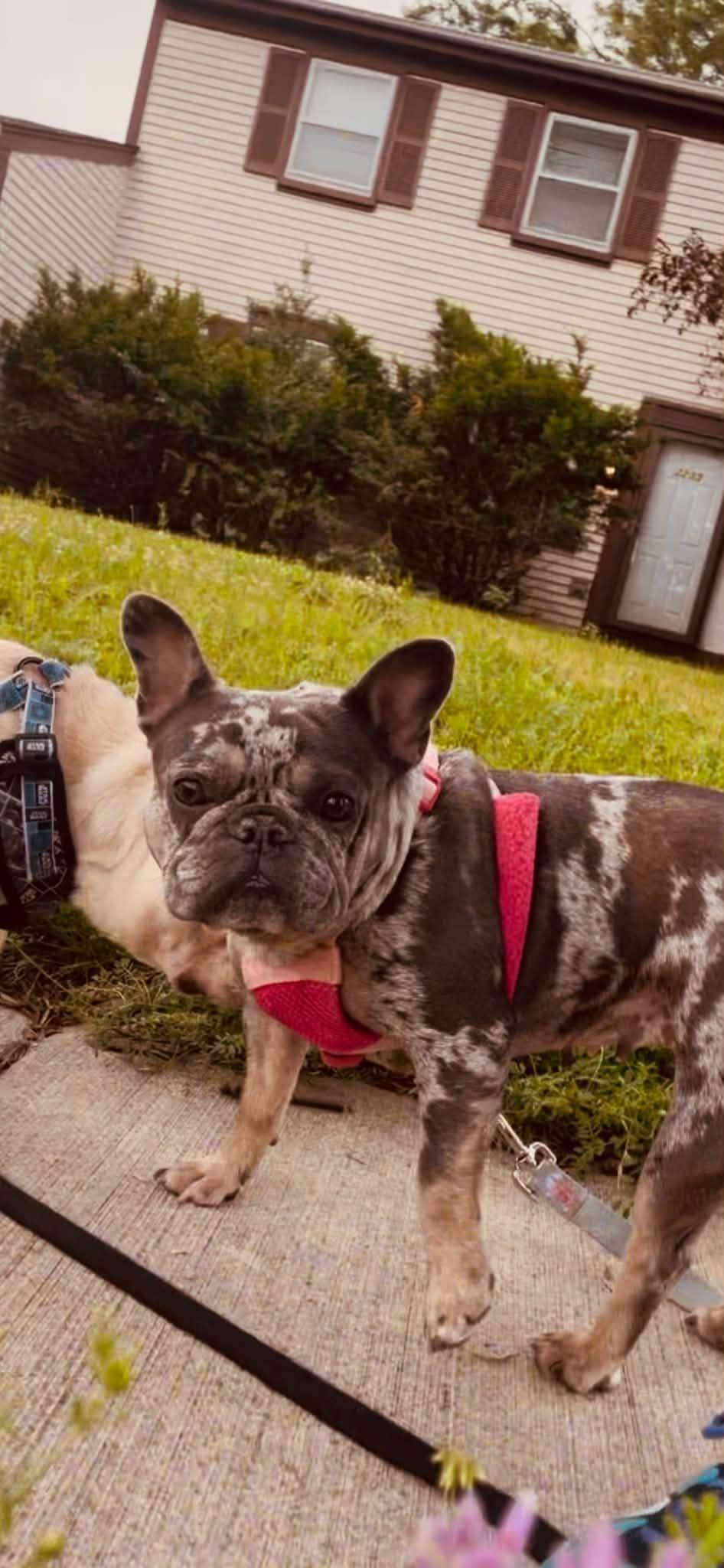Enlarge Minty, a Adoptable French Bulldog in Torrington, CT image 6/6
