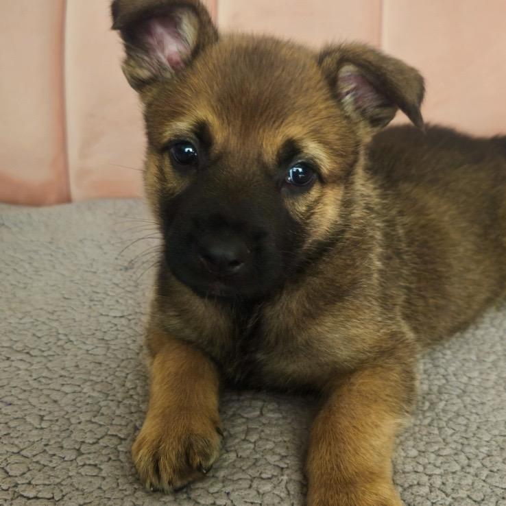 Harlow, an adoptable Mixed Breed in Edmonton, AB, T5Y 3N6 | Photo Image 1