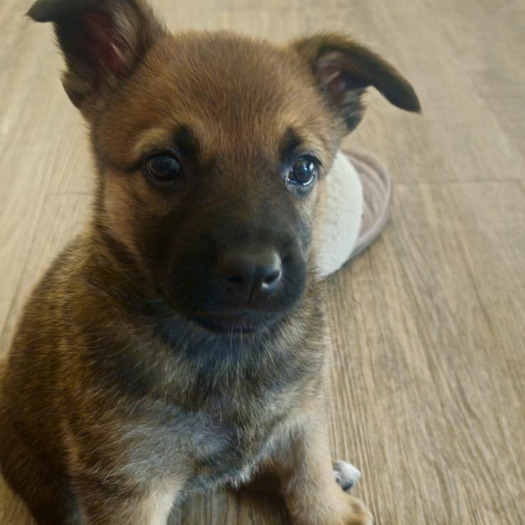 Harlow, an adoptable Mixed Breed in Edmonton, AB, T5Y 3N6 | Photo Image 3