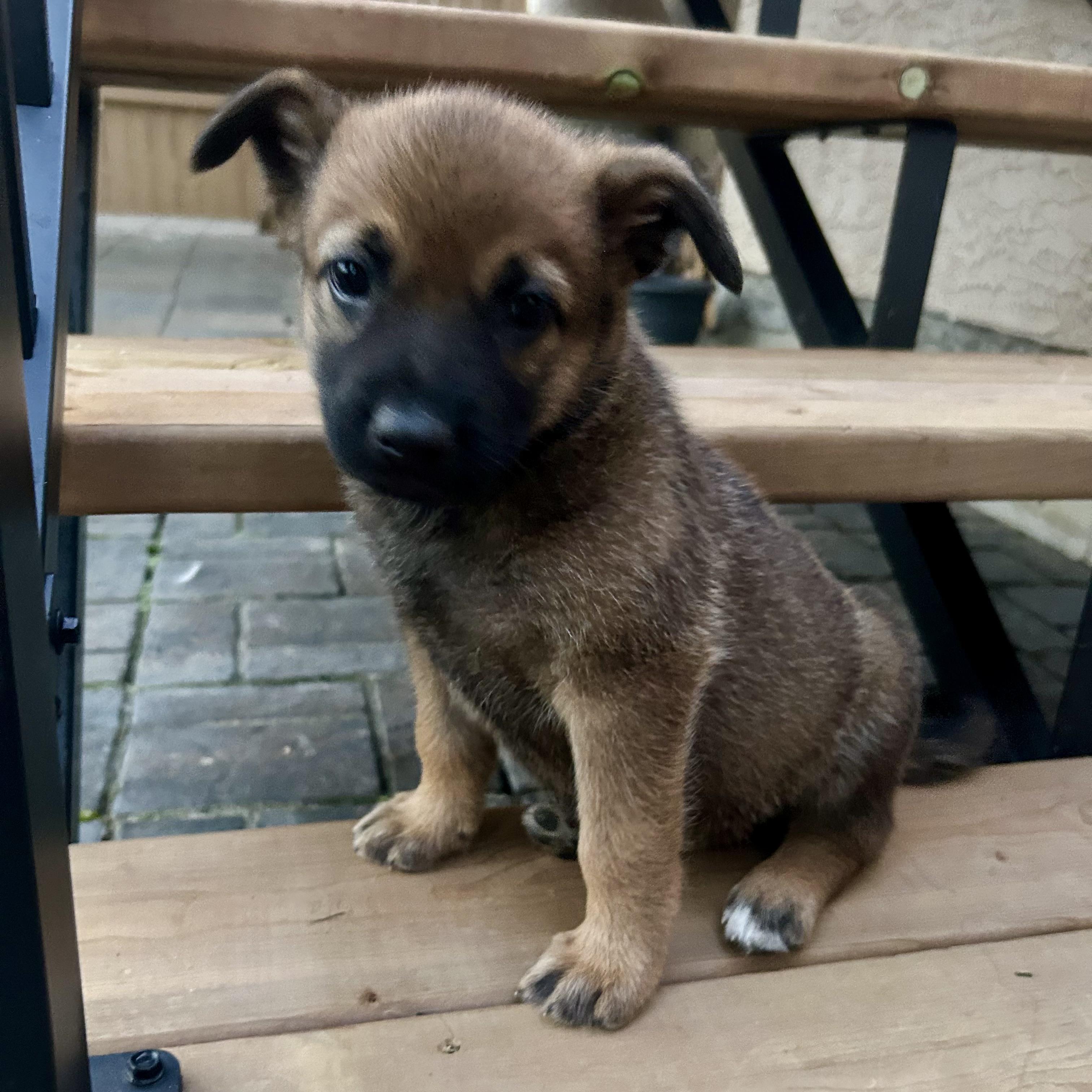 Harlow, an adoptable Mixed Breed in Edmonton, AB, T5Y 3N6 | Photo Image 4
