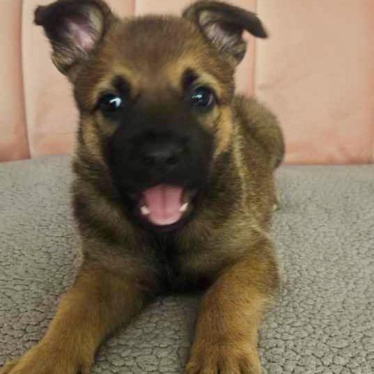 Harlow, an adoptable Mixed Breed in Edmonton, AB, T5Y 3N6 | Photo Image 2