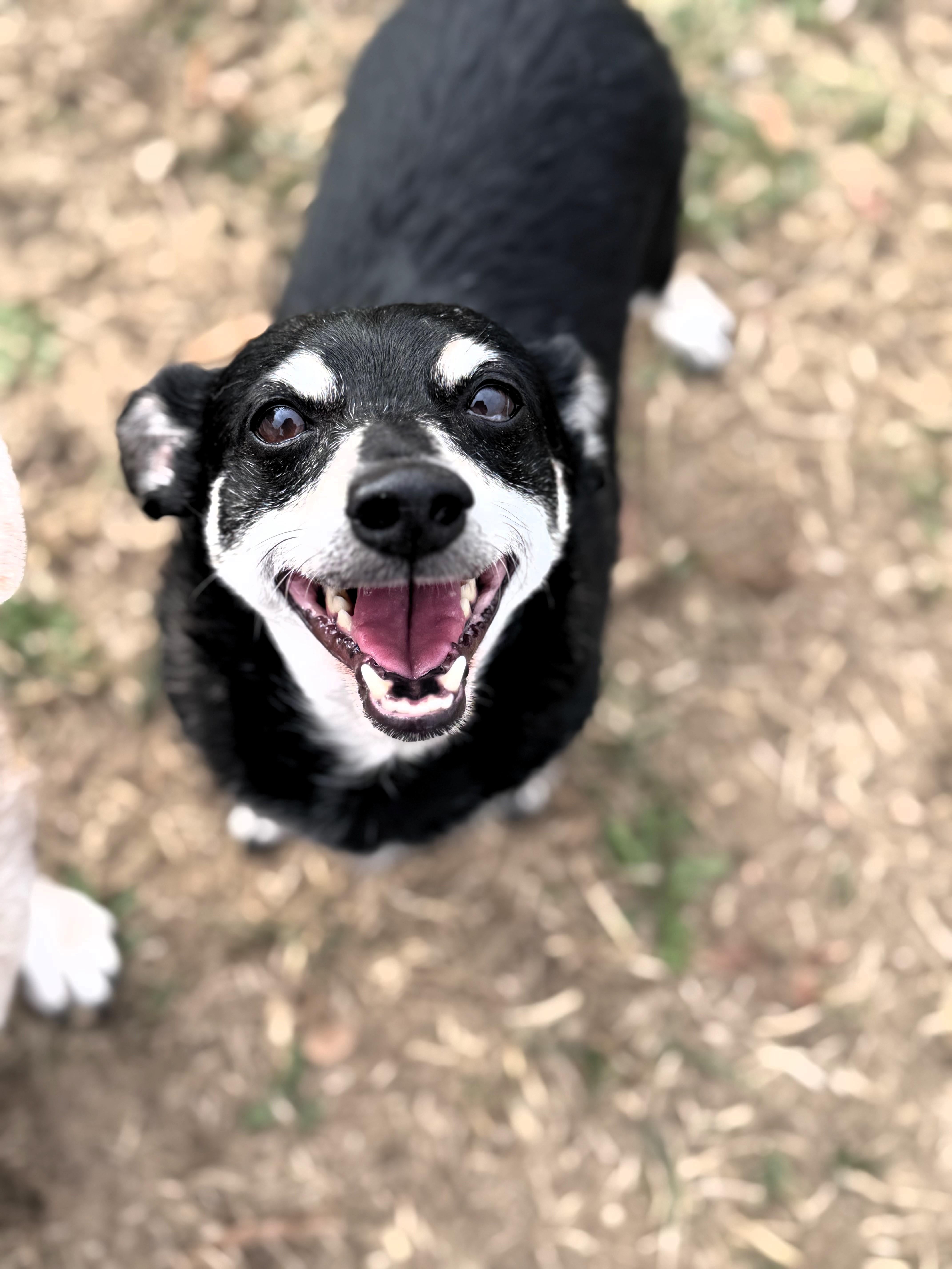 Dyson, Adoptable, Senior Male Dachshund & Chihuahua.