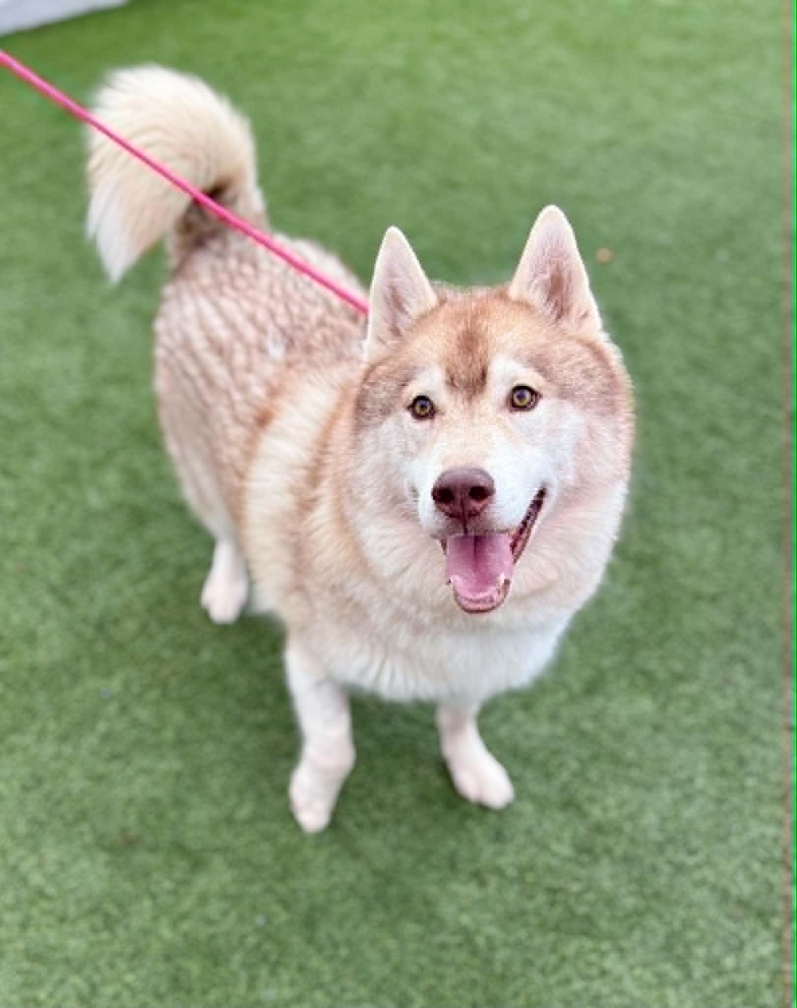 Kiitos, Adoptable, Senior Male Siberian Husky.