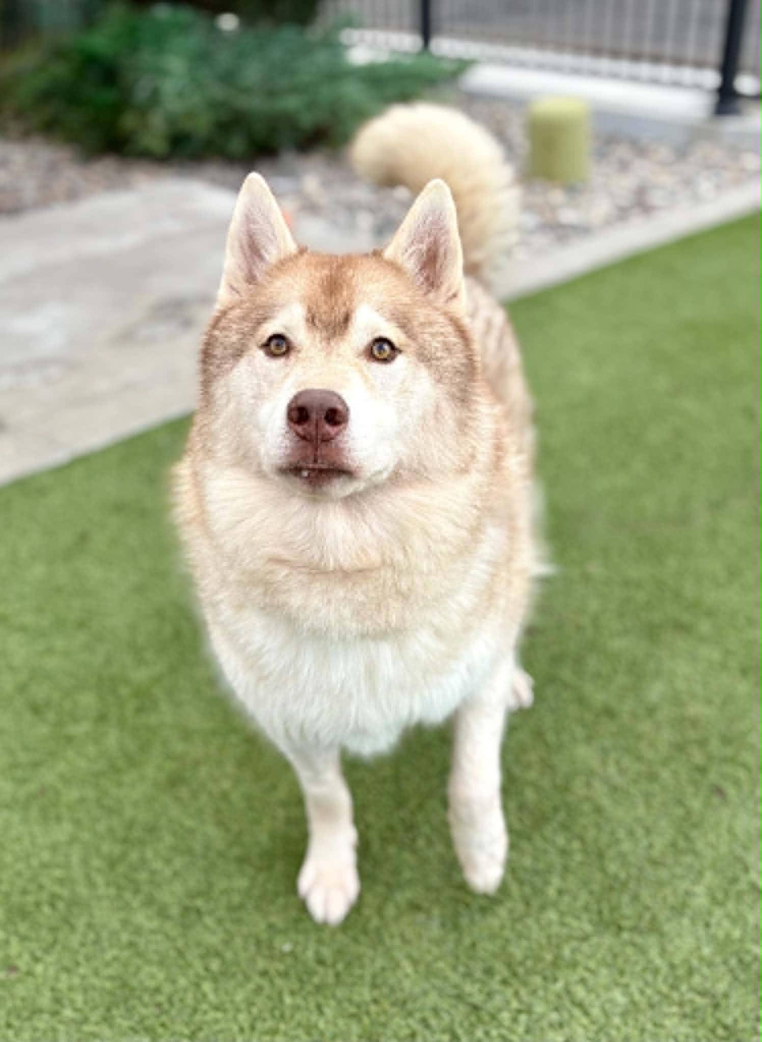 Enlarge Kiitos, a Adoptable Siberian Husky in Cottonwood Heights, UT image 2/6