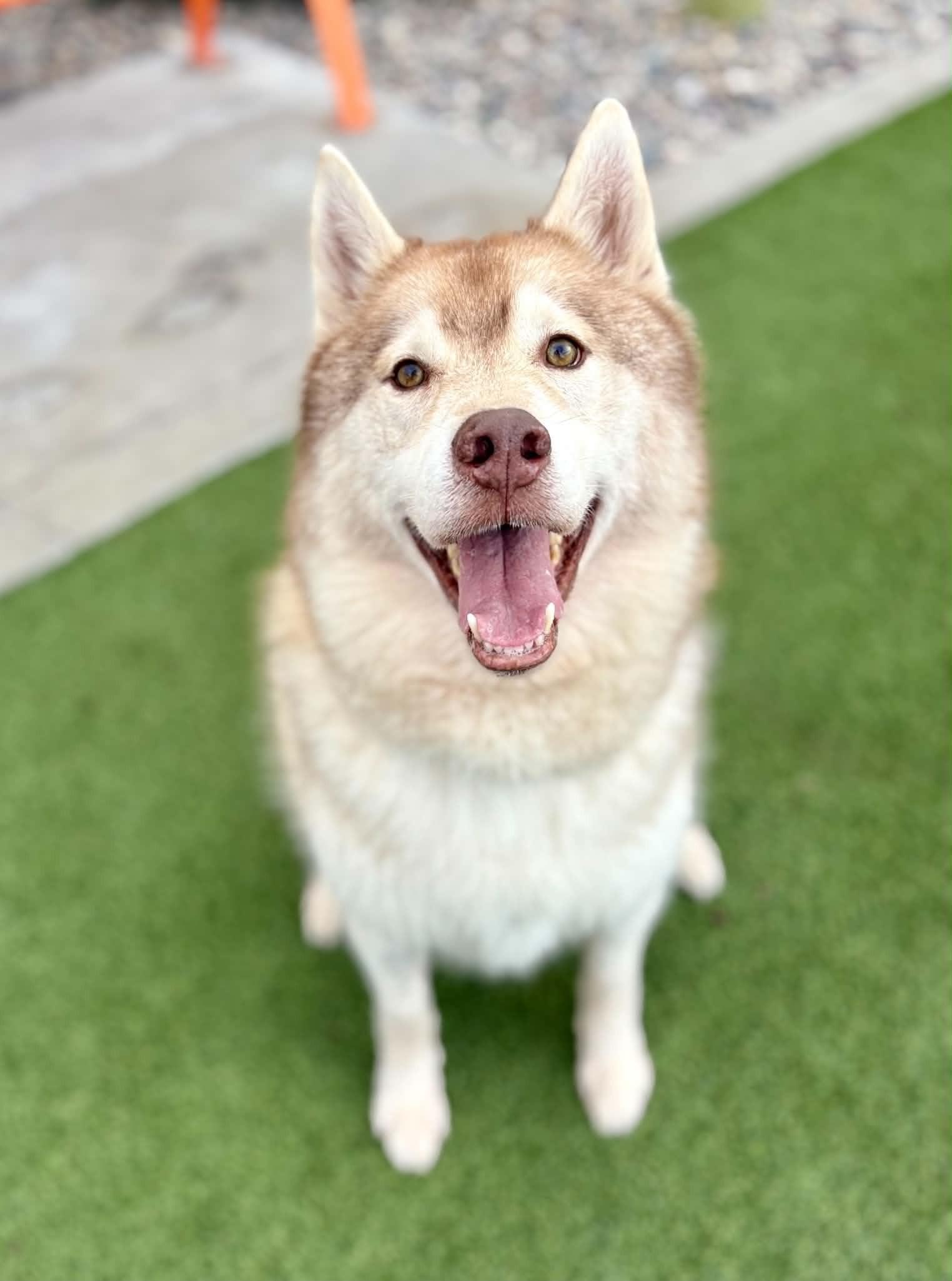 Enlarge Kiitos, a Adoptable Siberian Husky in Cottonwood Heights, UT image 3/6