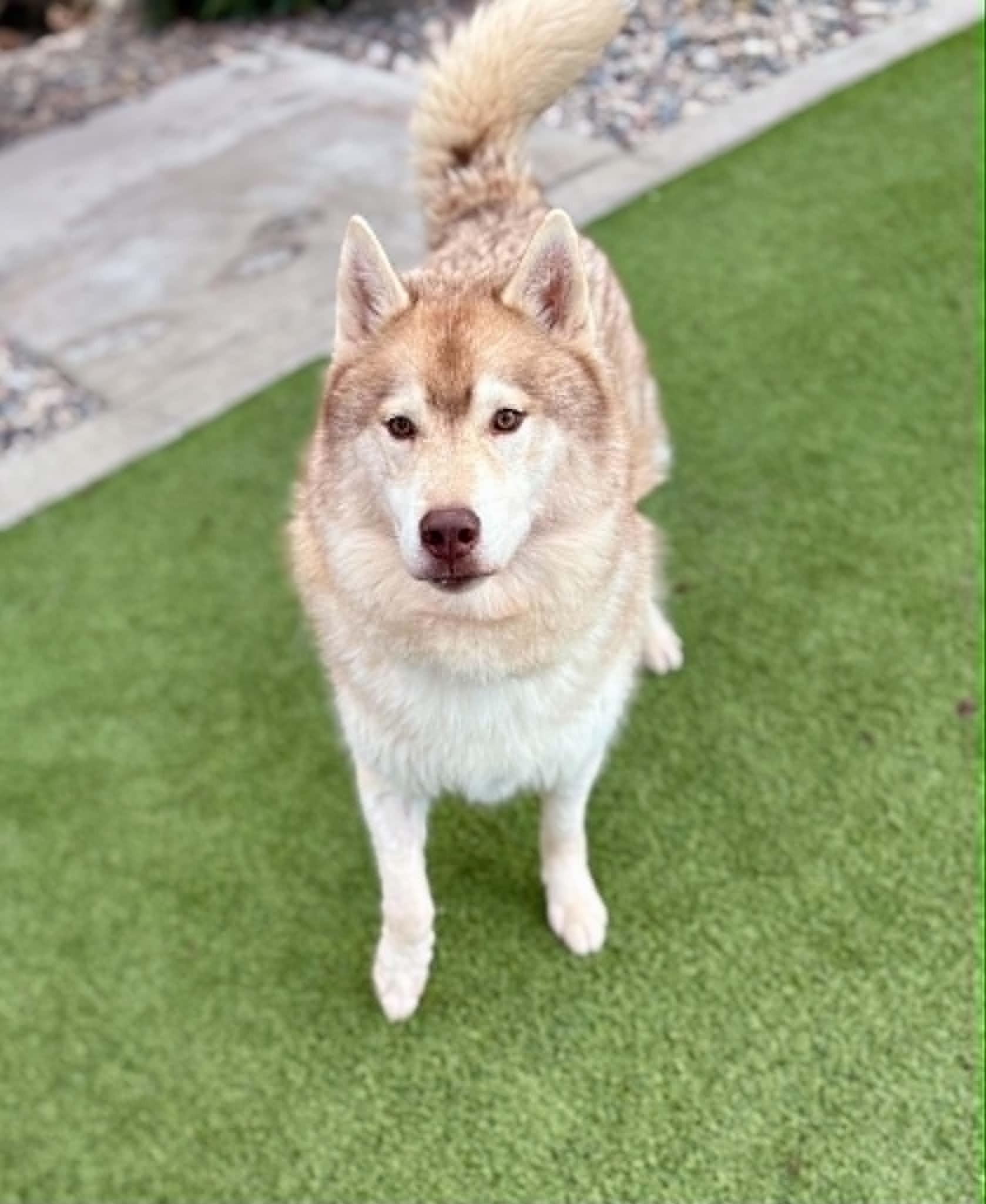 Enlarge Kiitos, a Adoptable Siberian Husky in Cottonwood Heights, UT image 4/6