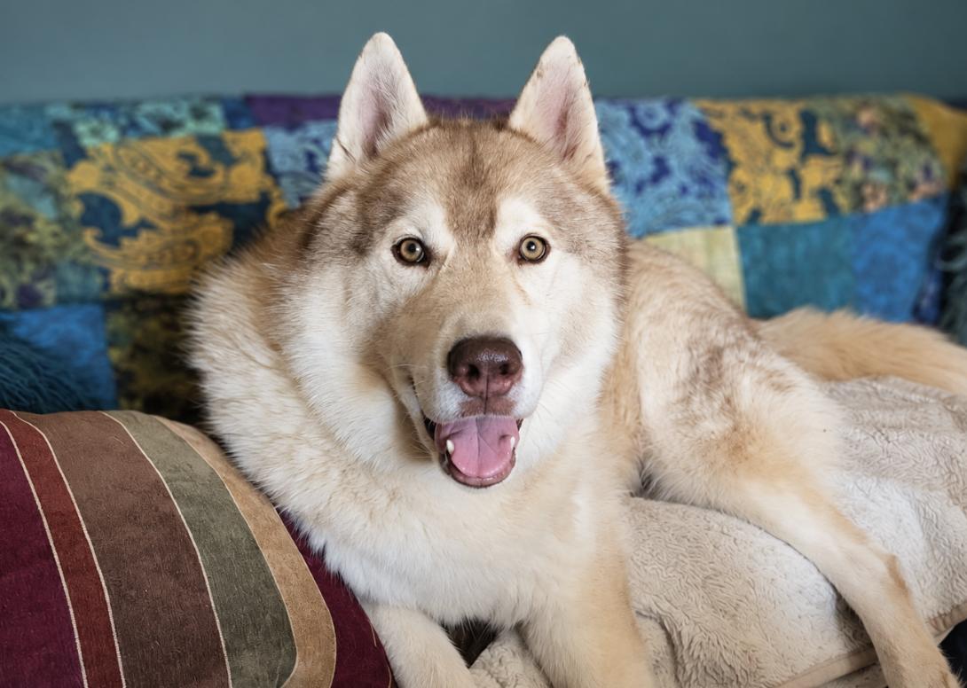 Enlarge Kiitos, a Adoptable Siberian Husky in Cottonwood Heights, UT image 5/6