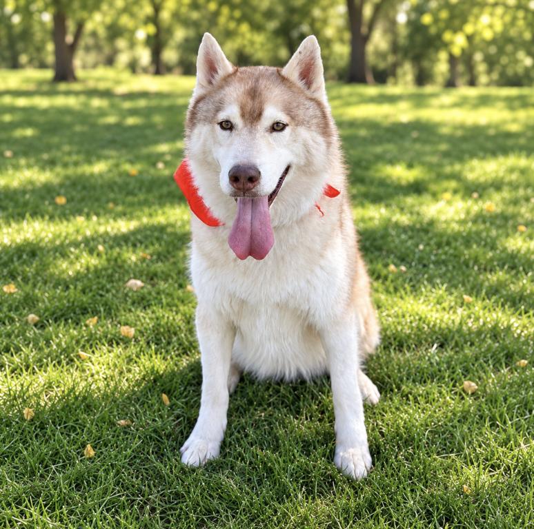 Enlarge Kiitos, a Adoptable Siberian Husky in Cottonwood Heights, UT image 6/6