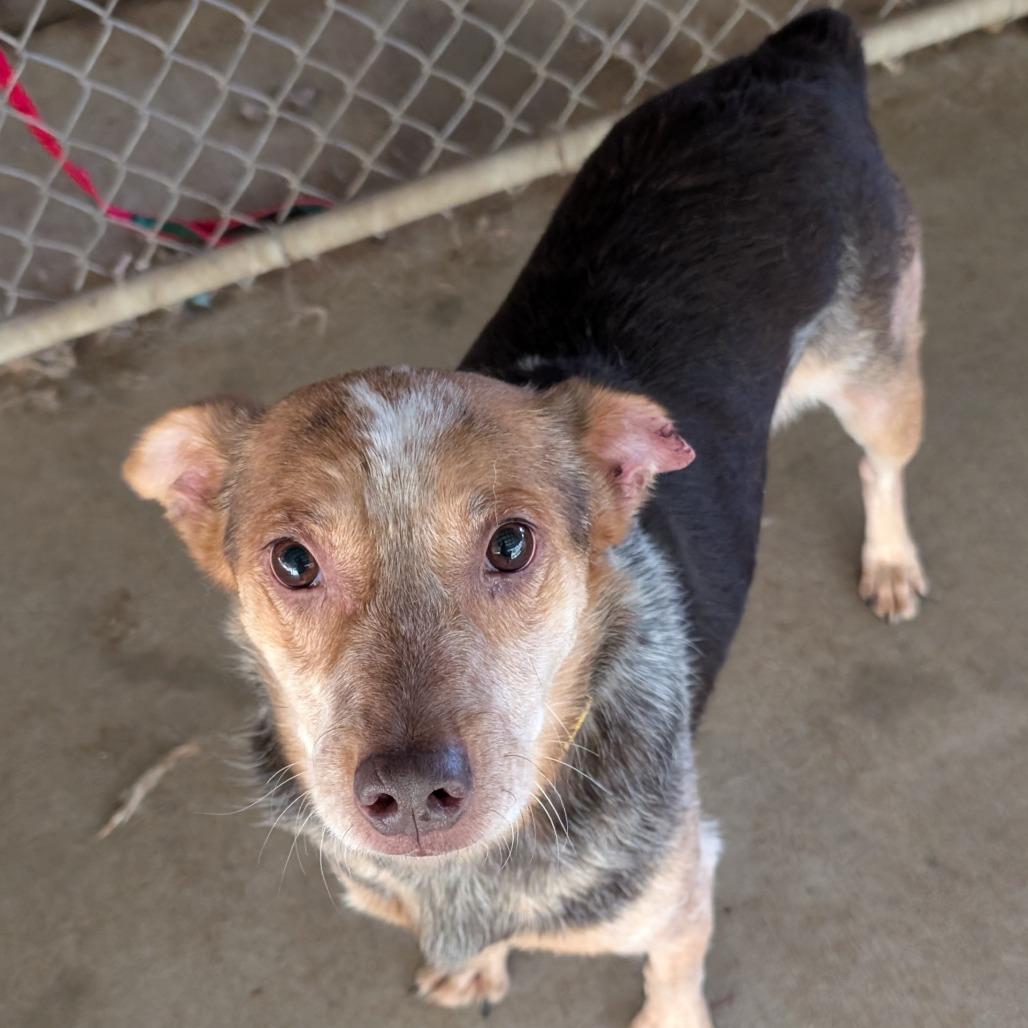 Enlarge Piper, a Adoptable mixed breed in Blair, WI image 6/6