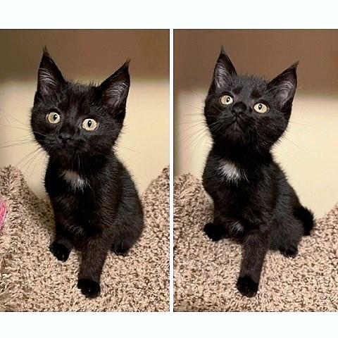 Peeta, an adopted Domestic Short Hair in Salt Lake City, UT image 2/2