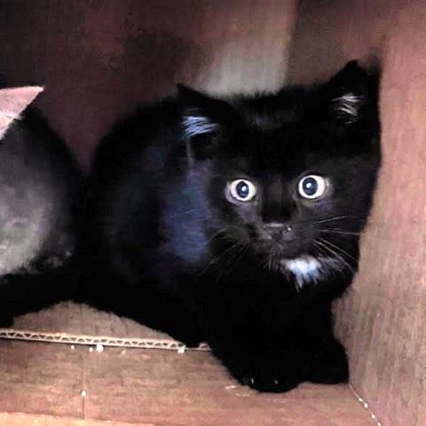 Peeta, adopted, Kitten Male Domestic Short Hair.