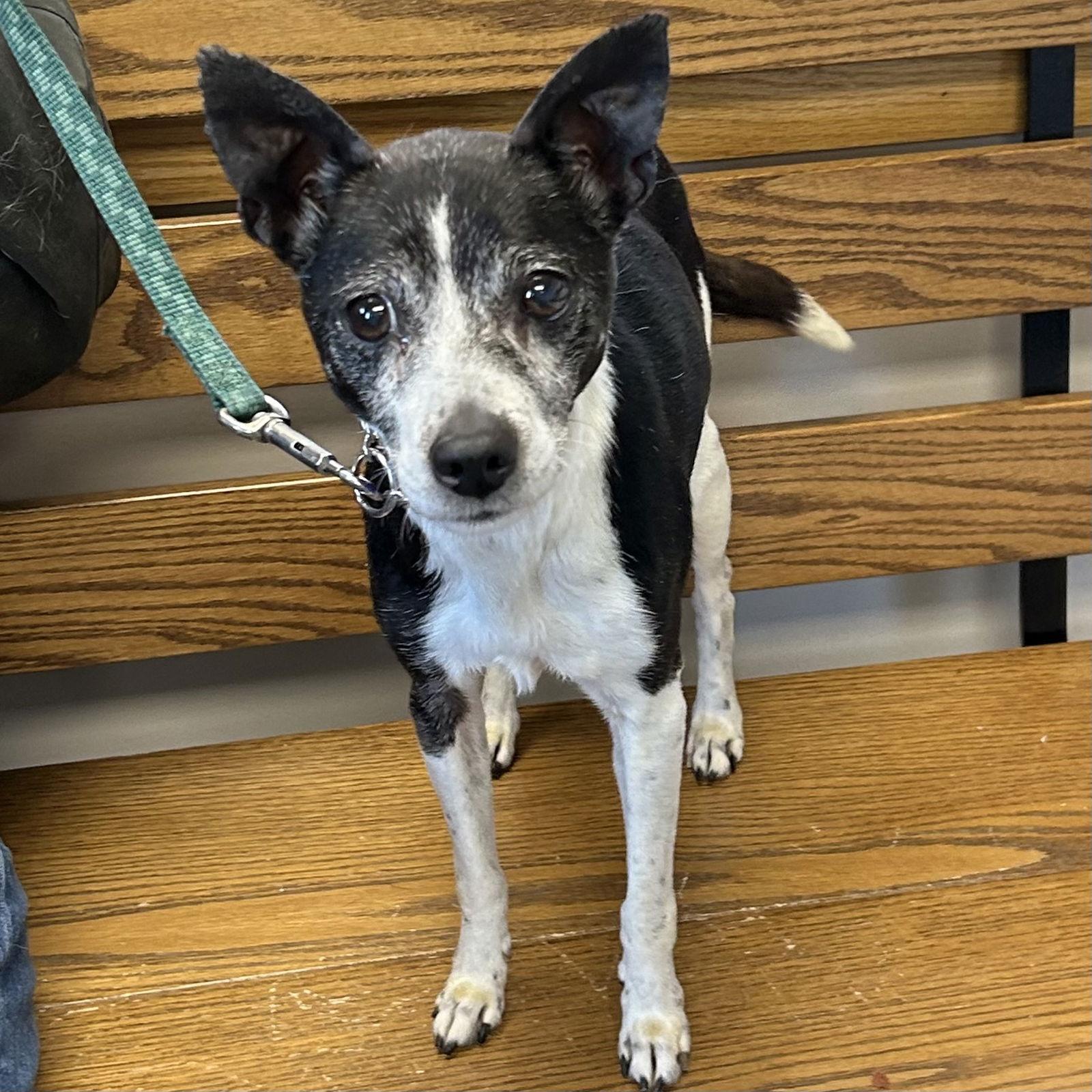 Geraldine thumbnail 2