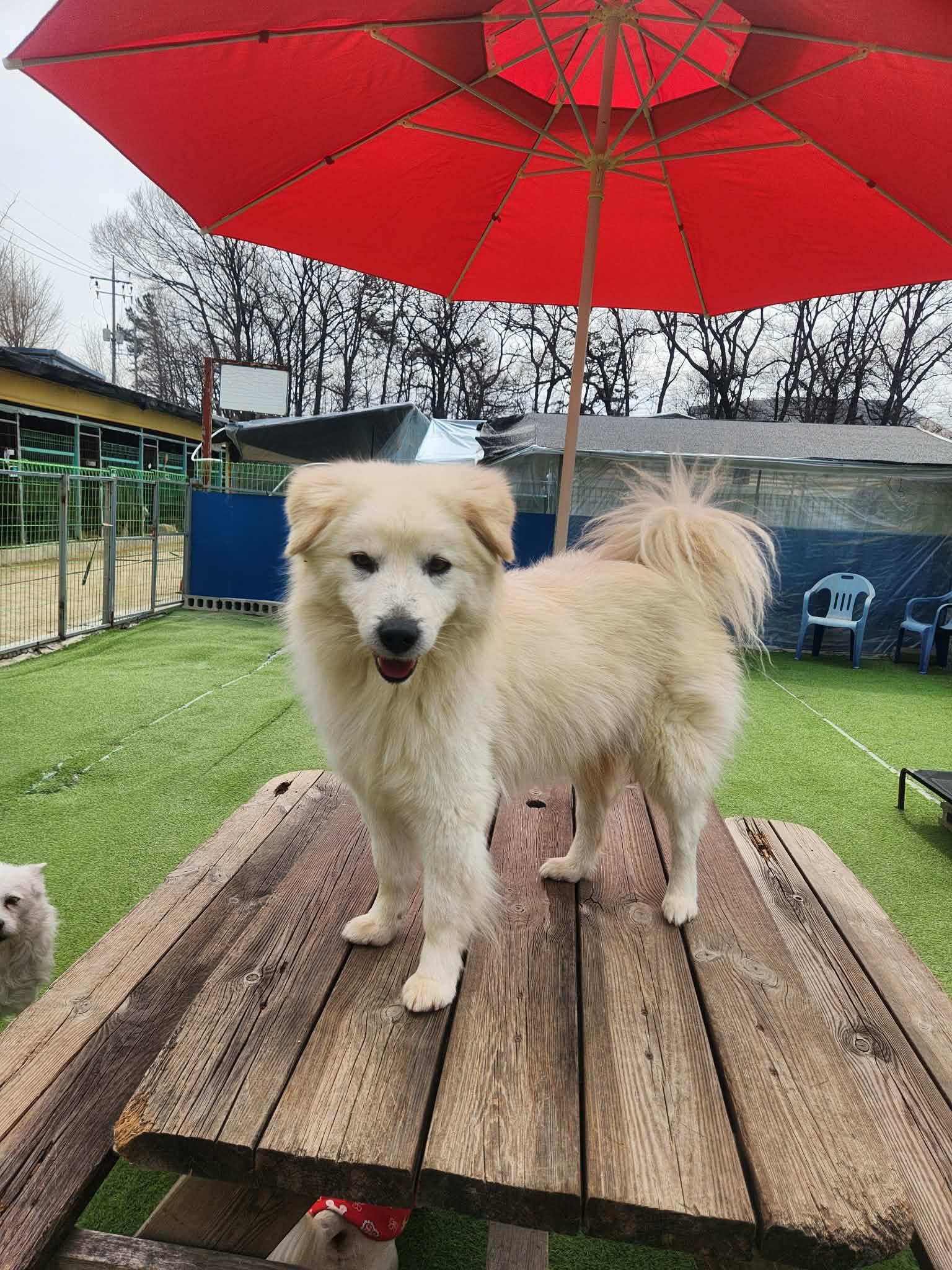 Enlarge KEVIN, a Adoptable mixed breed in Agoura Hills, CA image 2/3