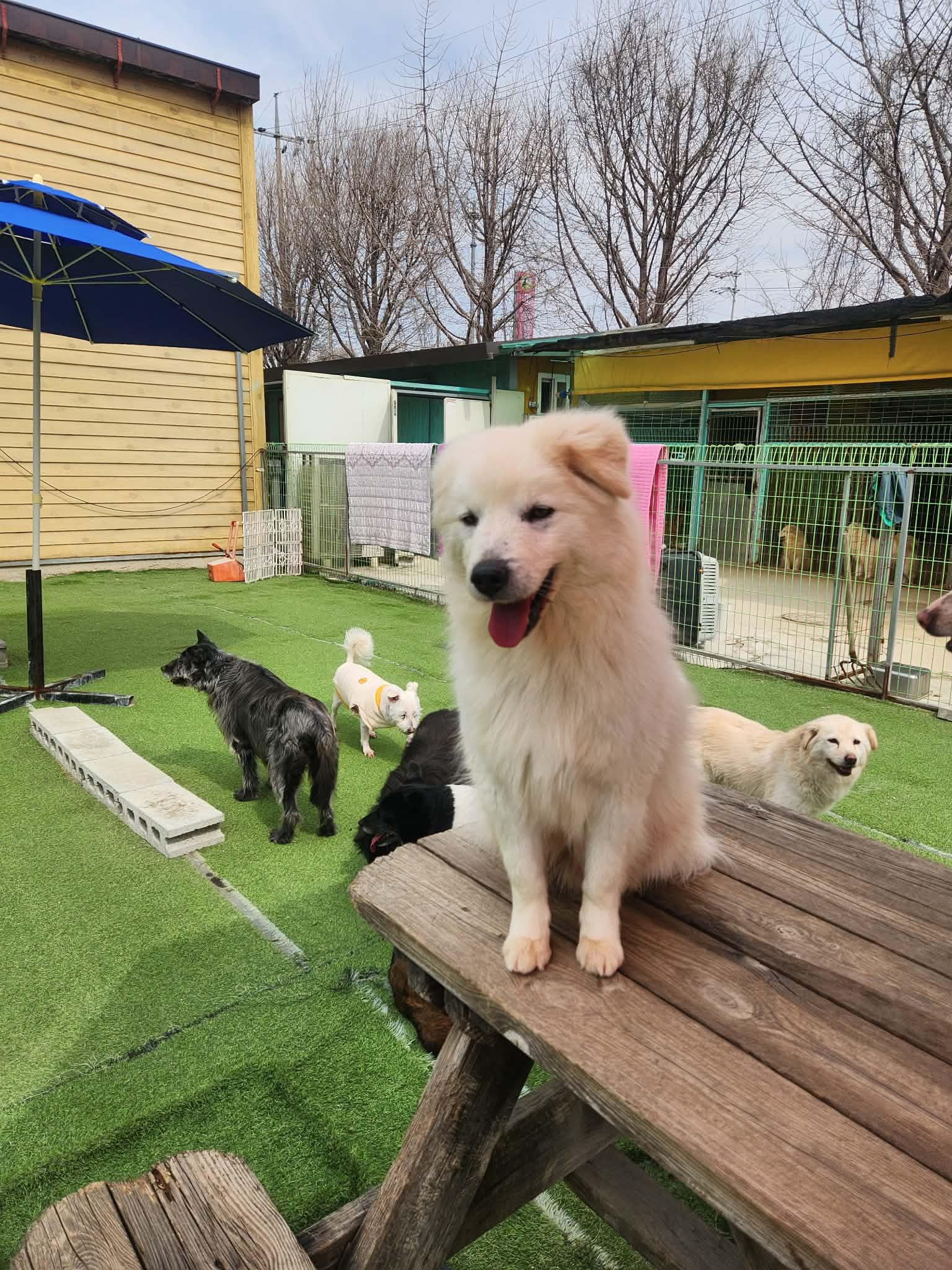 Enlarge KEVIN, a Adoptable mixed breed in Agoura Hills, CA image 3/3