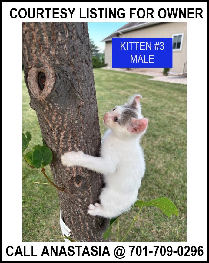 Enlarge Kitten #3-COURTESY LISTING FOR OWNER, a Adoptable Domestic Short Hair in Valley City, ND image 1/1