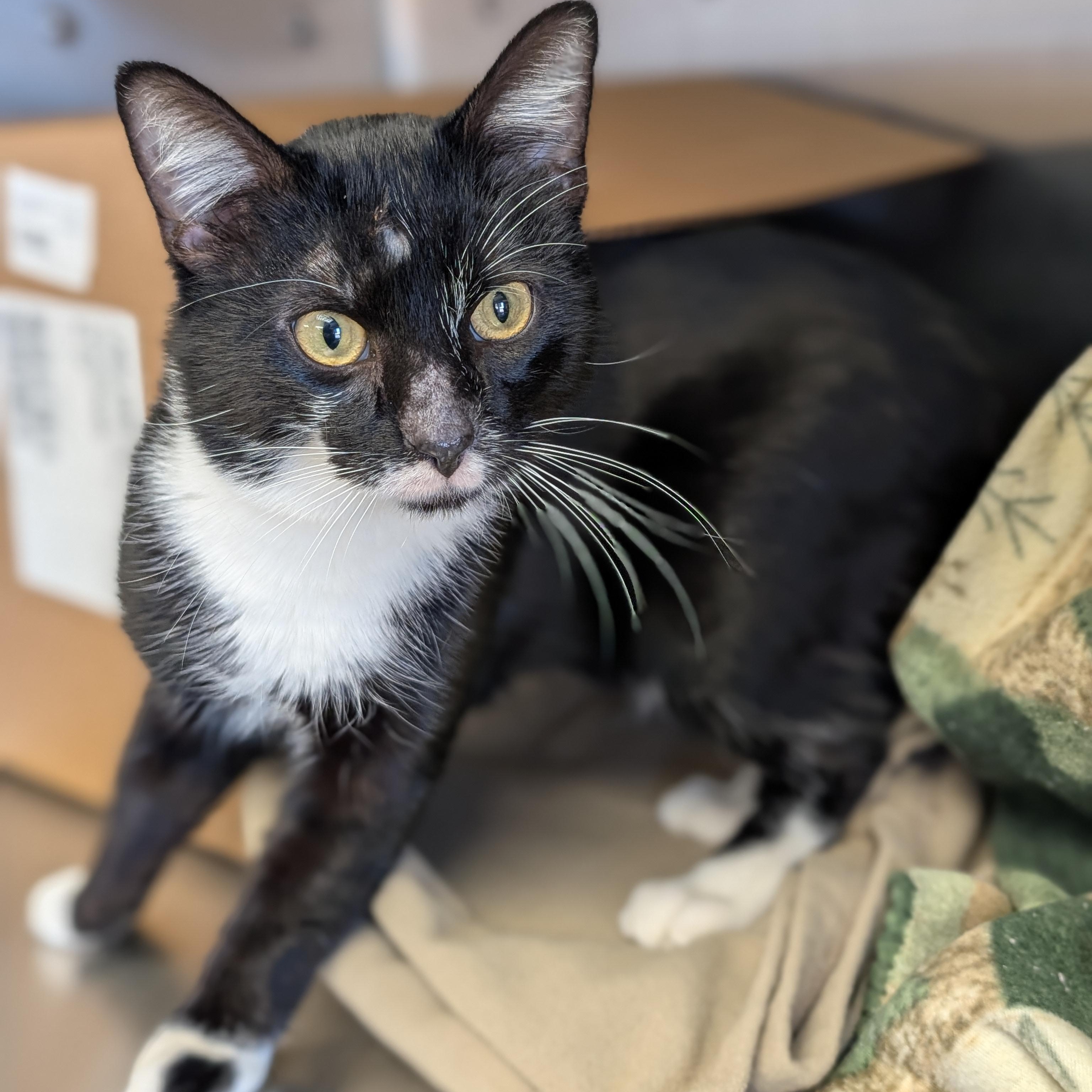 Hawthorne - Name Your Own Adoption Fee!, a ADOPTABLE Domestic Short Hair in Jefferson, WI image 3/4