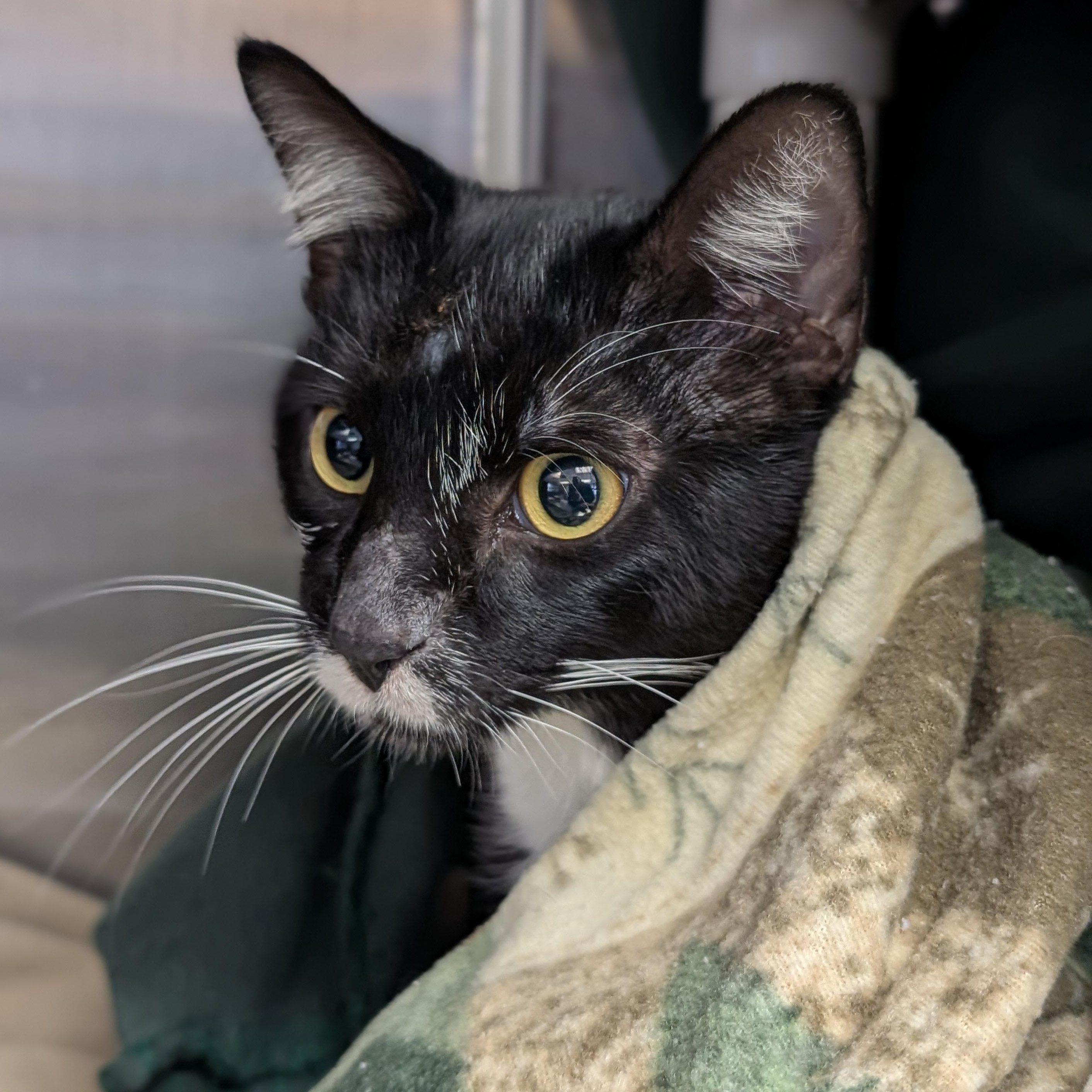 Hawthorne - Name Your Own Adoption Fee!, a ADOPTABLE Domestic Short Hair in Jefferson, WI image 4/4