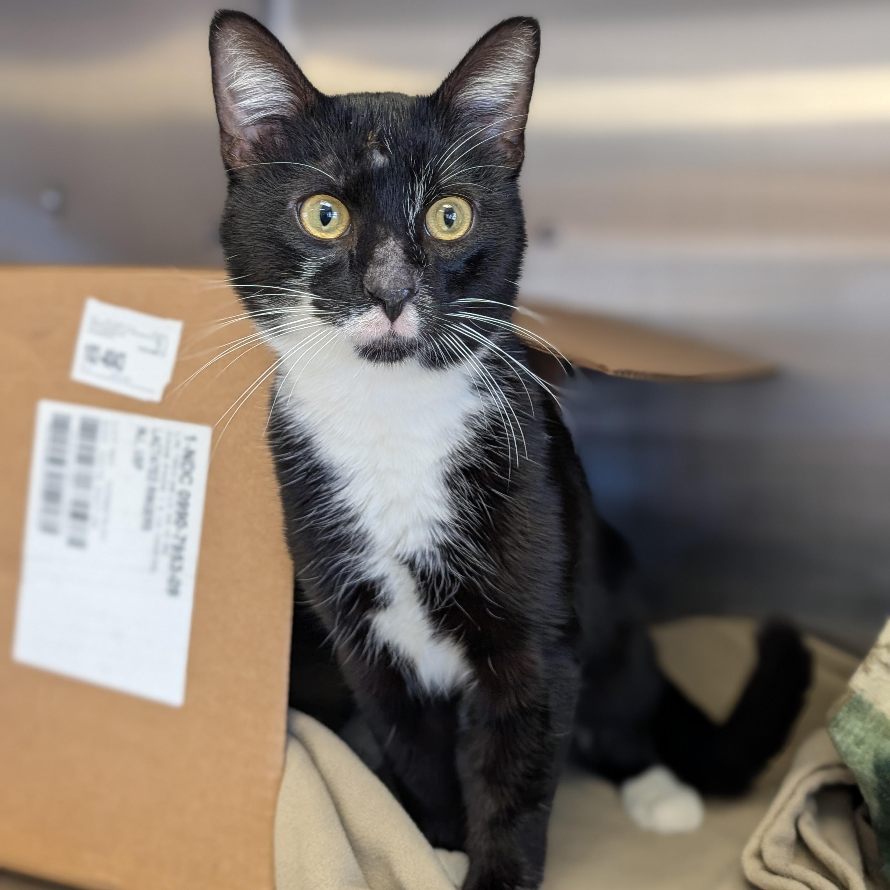 Hawthorne - Name Your Own Adoption Fee!, a ADOPTABLE Domestic Short Hair in Jefferson, WI image 2/4