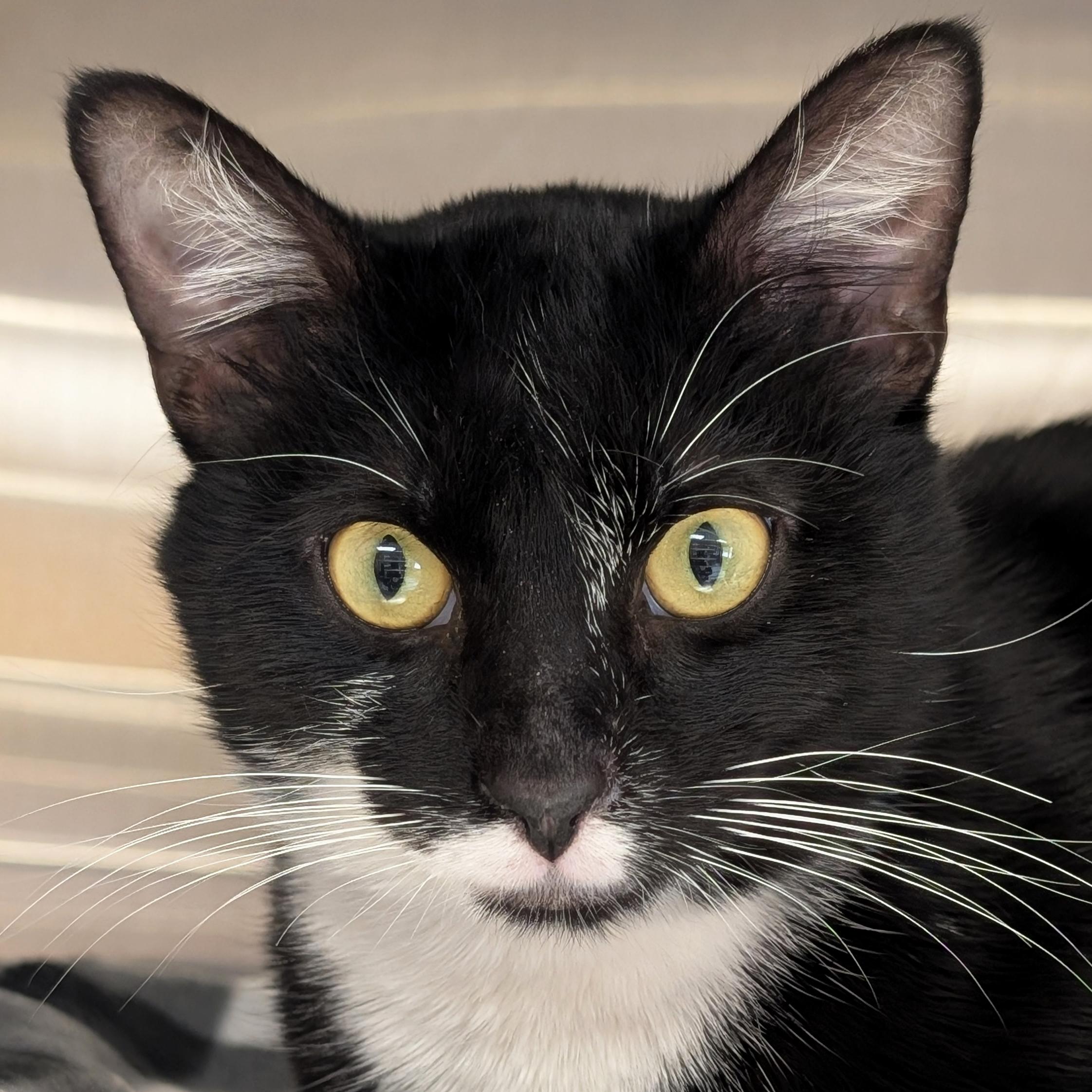 Hawthorne - Name Your Own Adoption Fee!, ADOPTABLE, Adult Male Domestic Short Hair.