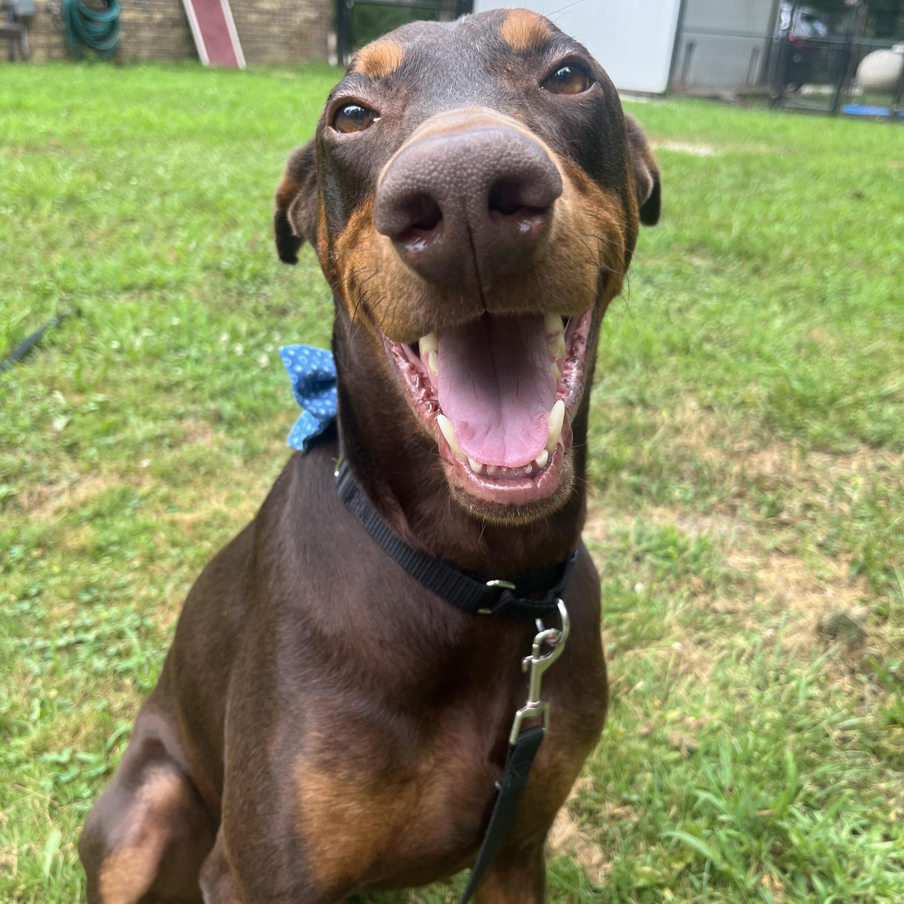 Milo Bear photo