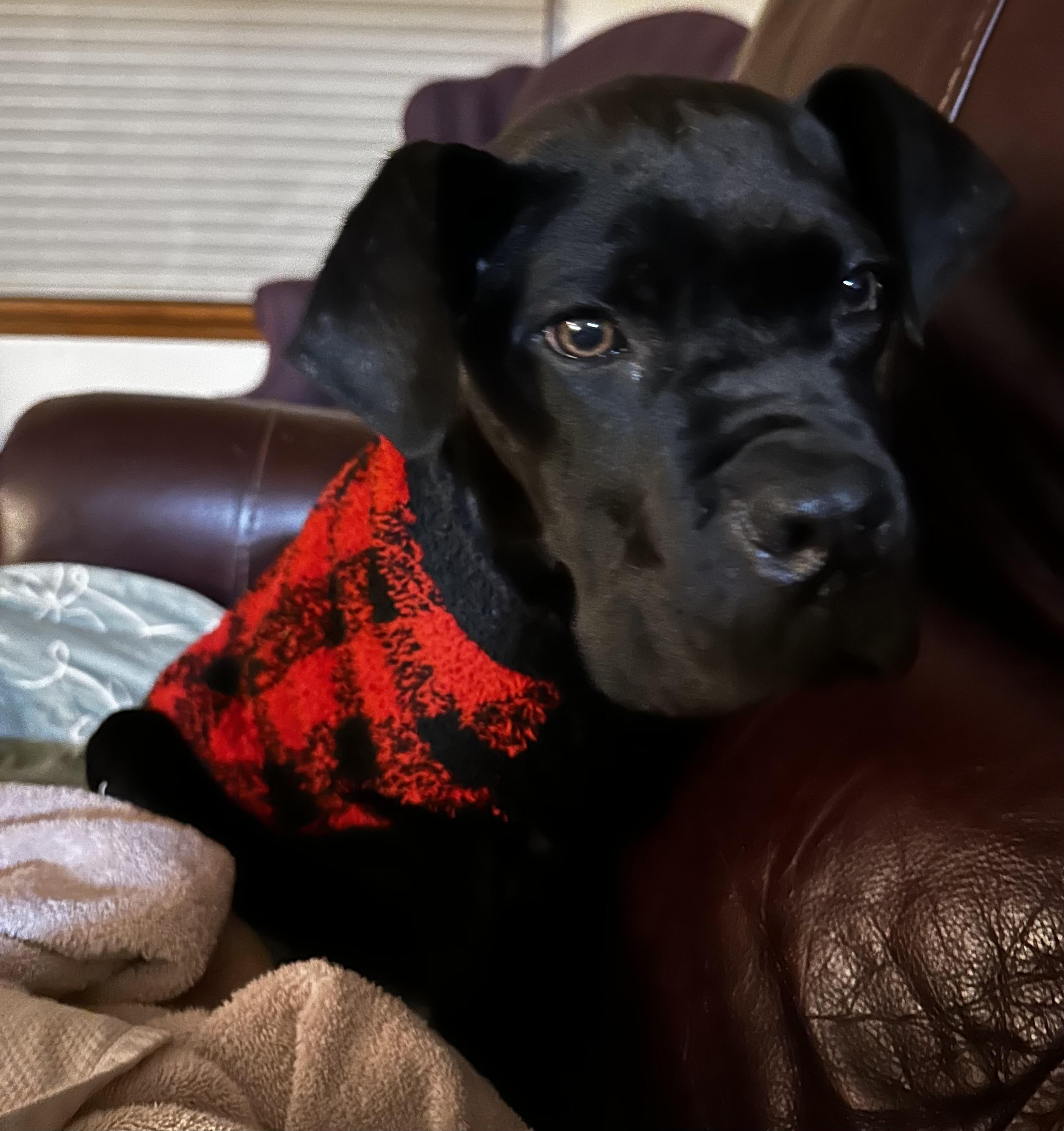 Enlarge Marco, a ADOPTABLE Cane Corso in Cleveland, OH image 4/5