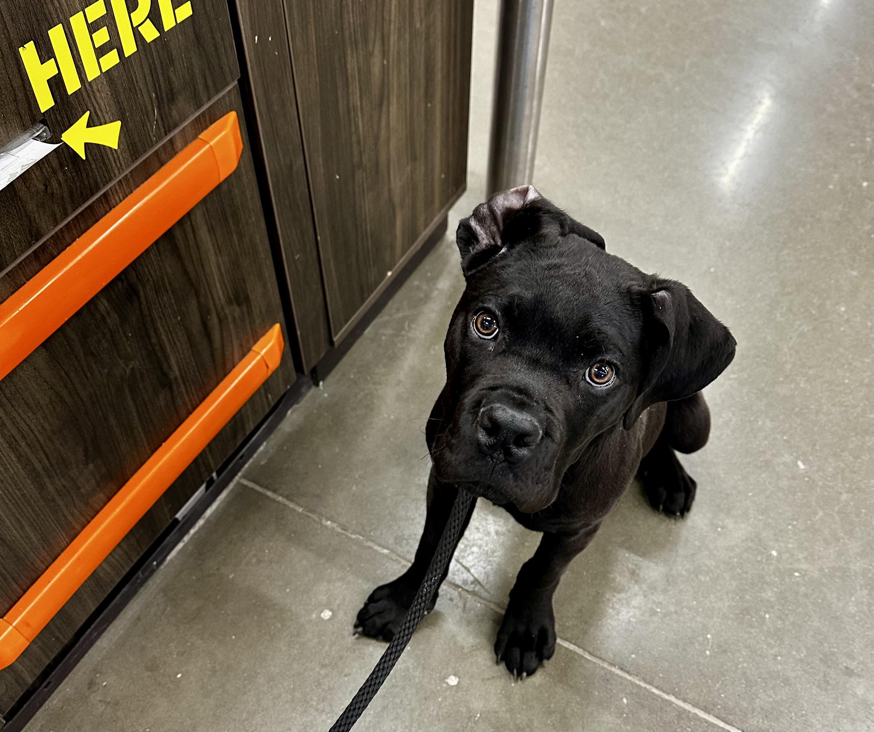 Enlarge Marco, a ADOPTABLE Cane Corso in Cleveland, OH image 1/5