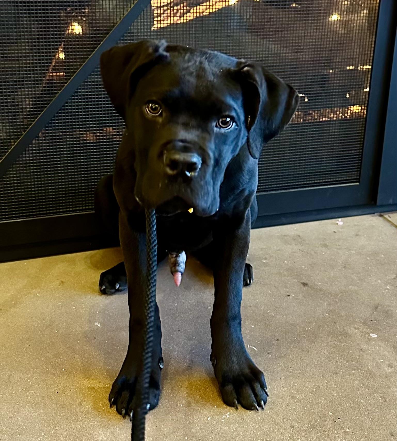 Enlarge Marco, a ADOPTABLE Cane Corso in Cleveland, OH image 5/5