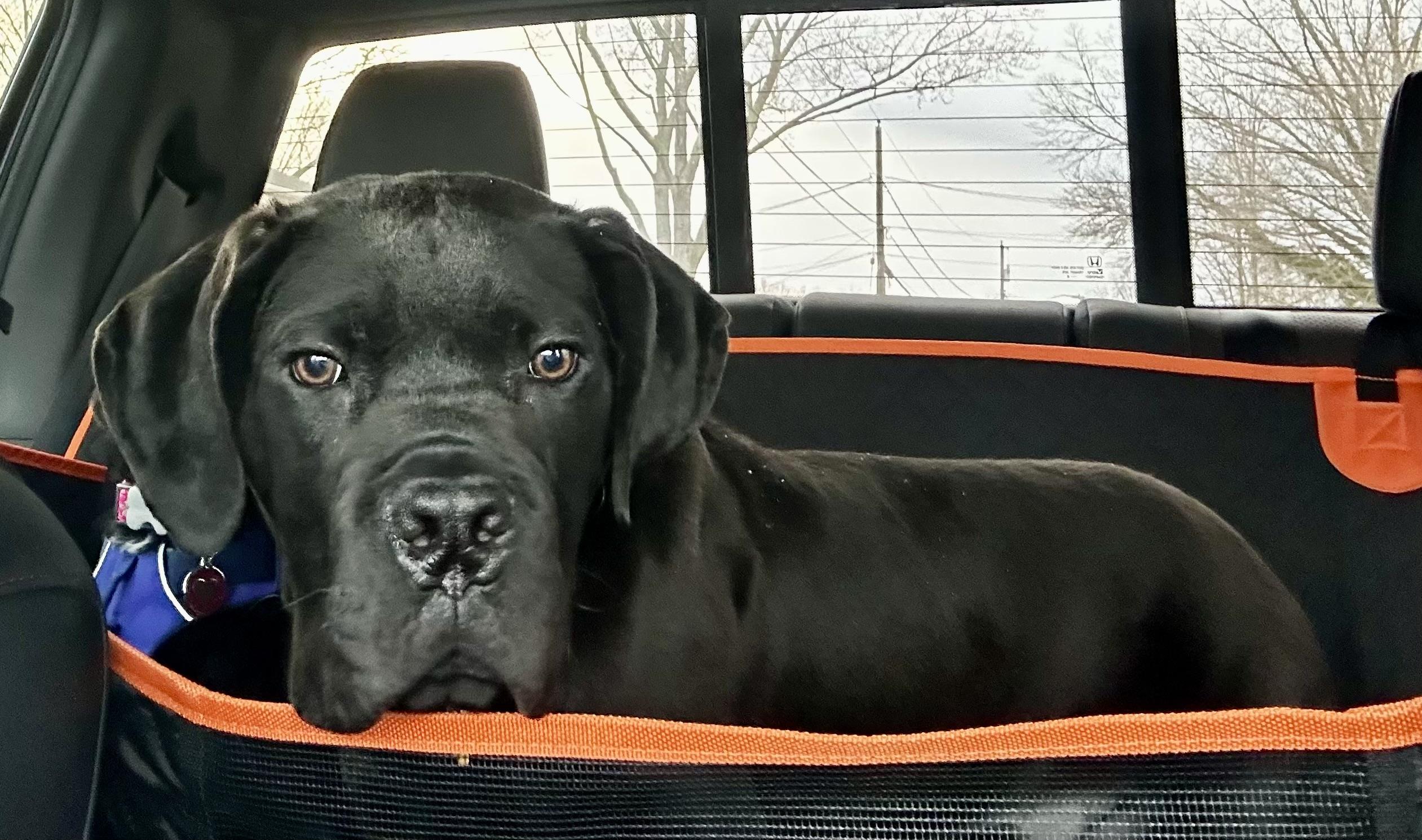 Enlarge Marco, a ADOPTABLE Cane Corso in Cleveland, OH image 3/5