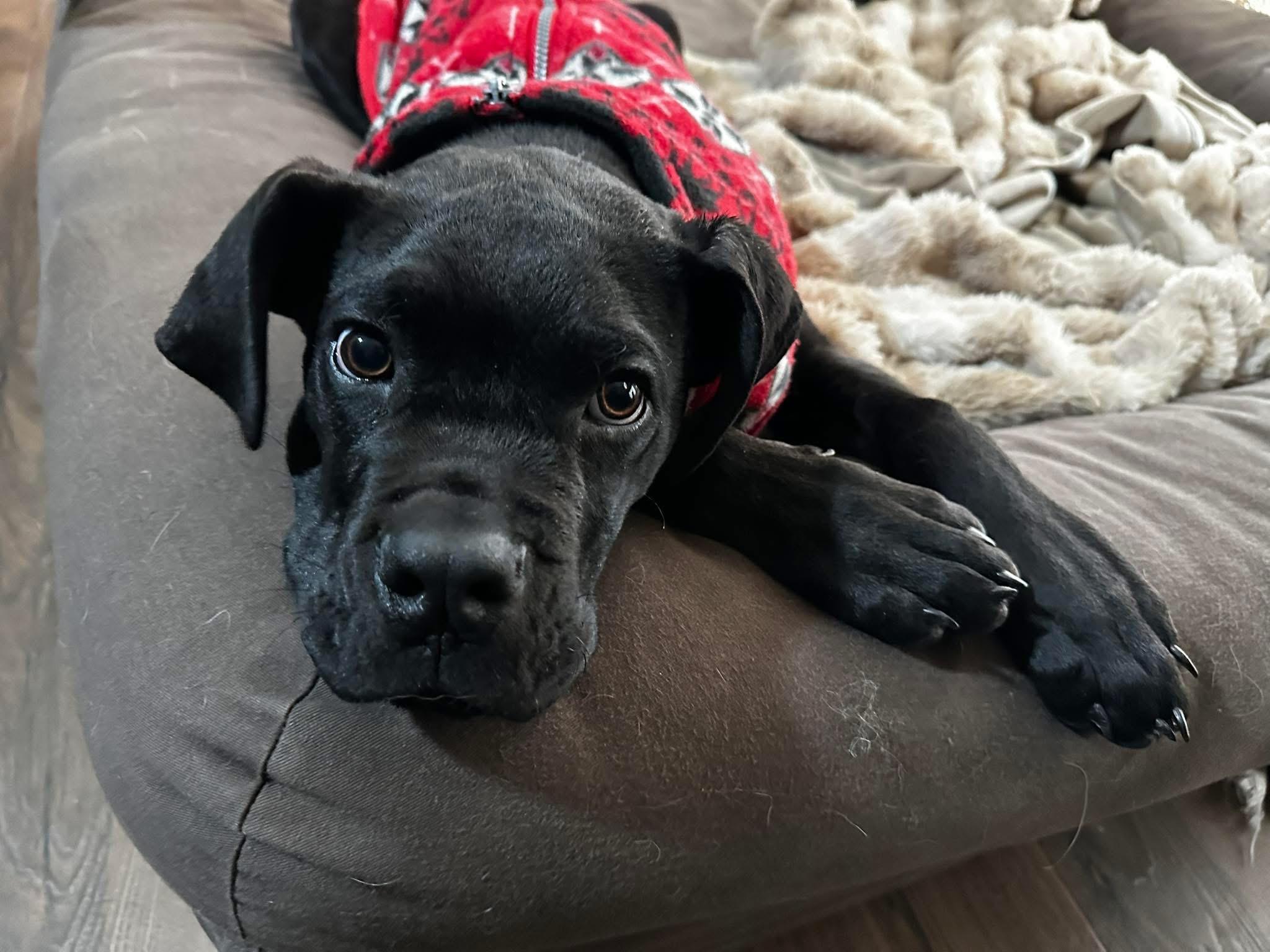 Enlarge Marco, a ADOPTABLE Cane Corso in Cleveland, OH image 2/5