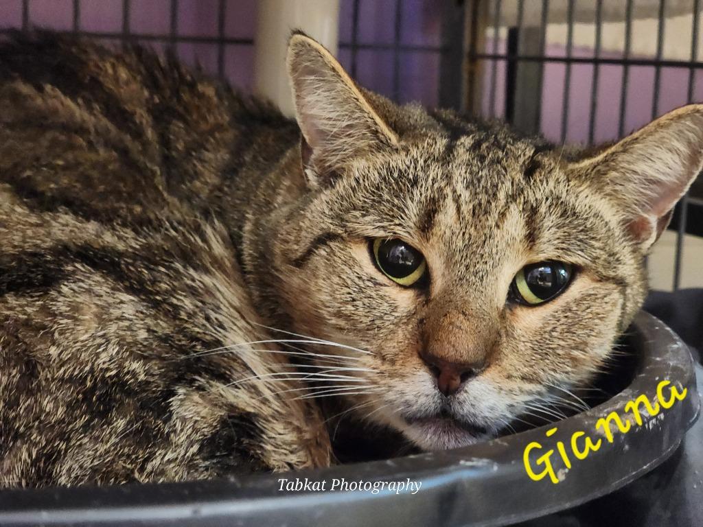 Enlarge Gianna, a Adoptable mixed breed in Cambridge, MD image 1/1