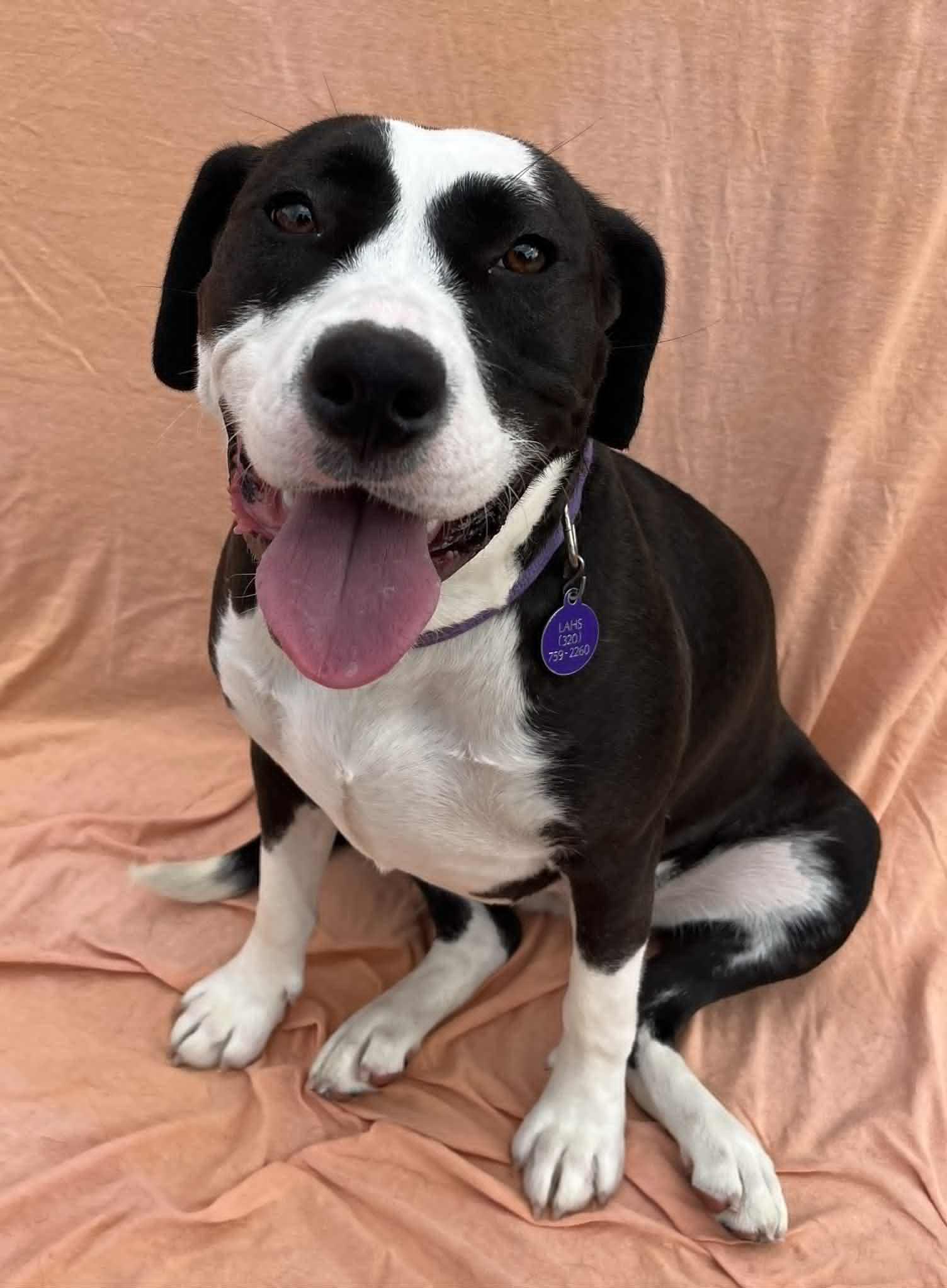 Zelie, an adoptable Pit Bull Terrier in Alexandria, MN, 56308 | Photo Image 3