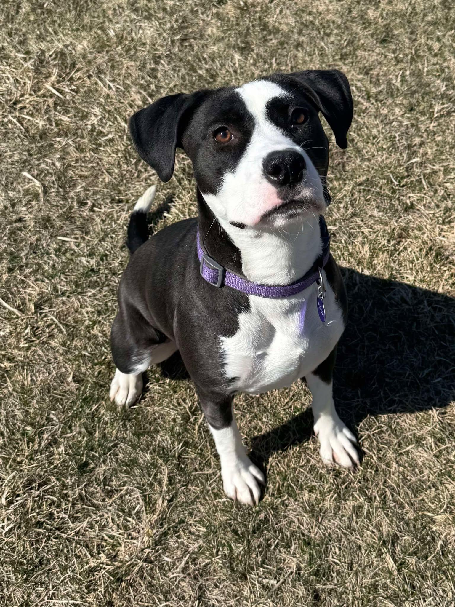 Zelie, an adoptable Pit Bull Terrier in Alexandria, MN, 56308 | Photo Image 2