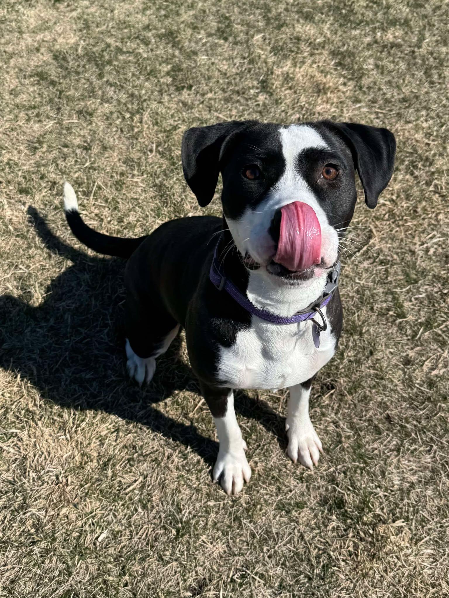 Zelie, an adoptable Pit Bull Terrier in Alexandria, MN, 56308 | Photo Image 4