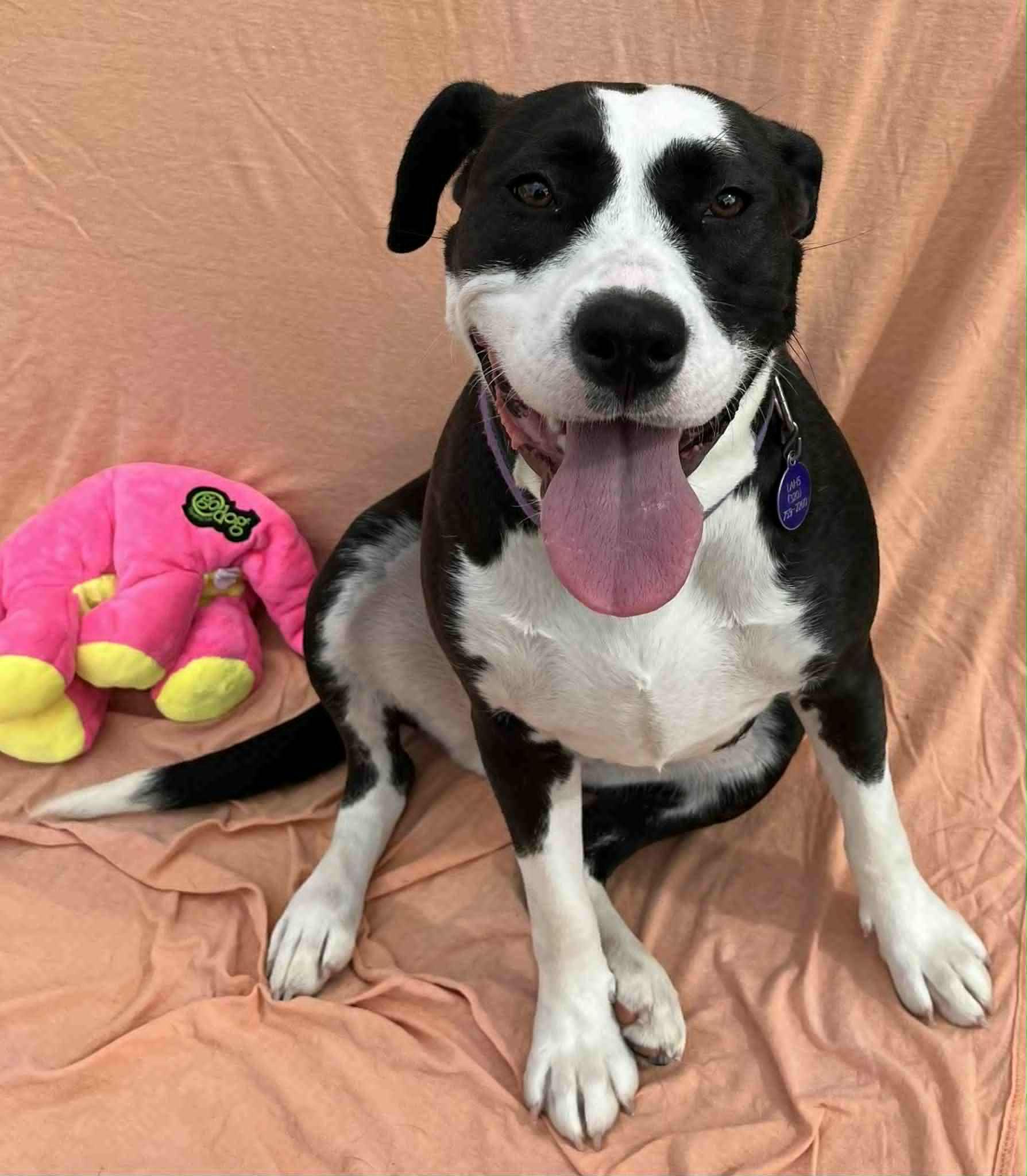 Zelie, an adoptable Pit Bull Terrier in Alexandria, MN, 56308 | Photo Image 5