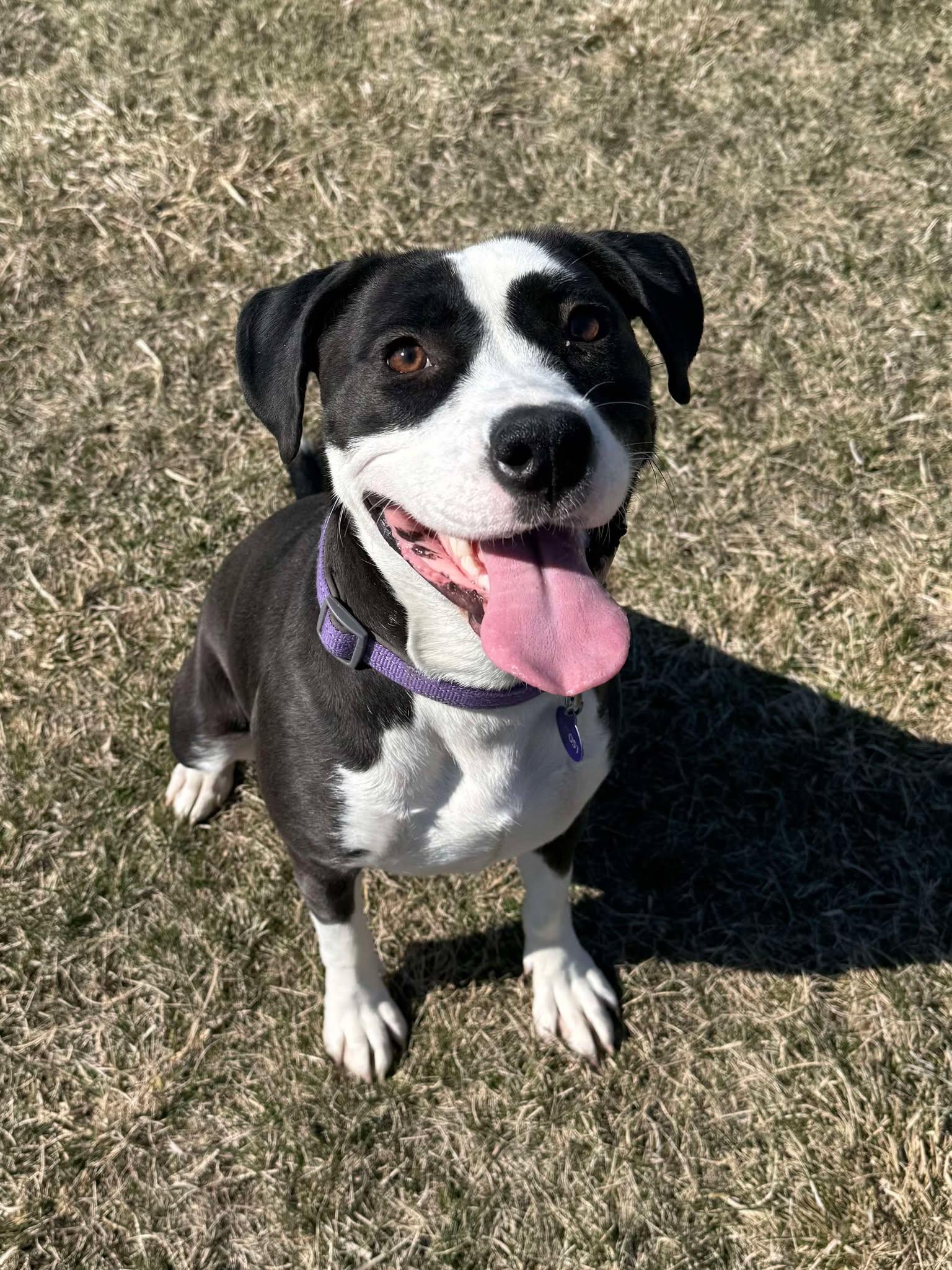 Zelie, an adoptable Pit Bull Terrier in Alexandria, MN, 56308 | Photo Image 6