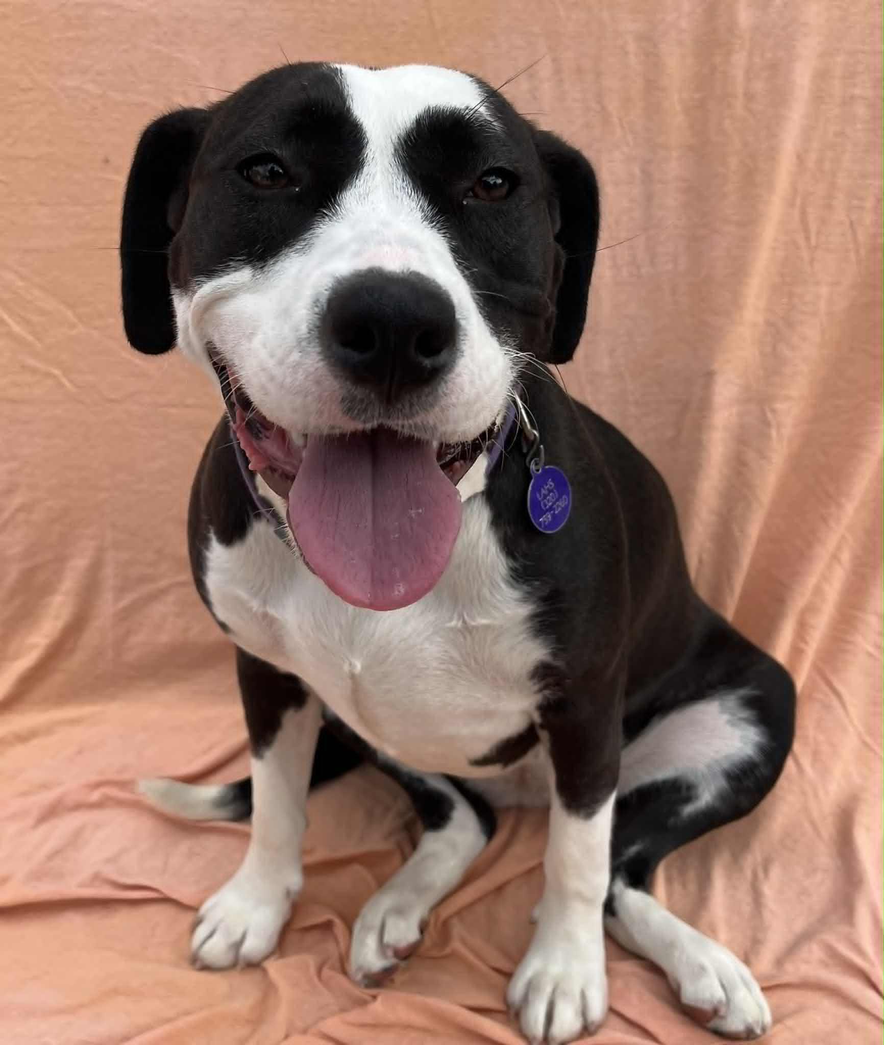 Zelie, an adoptable Pit Bull Terrier in Alexandria, MN, 56308 | Photo Image 1
