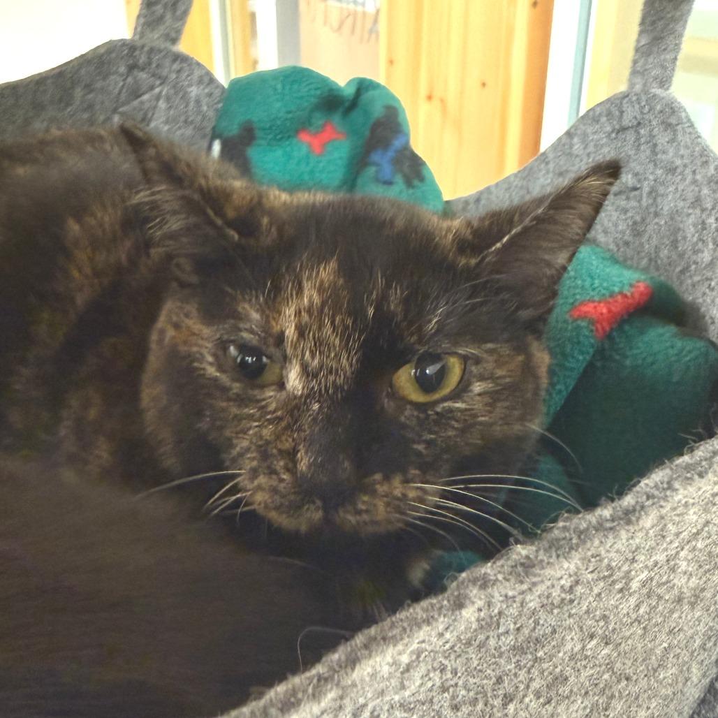 Enlarge Samba, a Adoptable Domestic Short Hair in Morrisville, VT image 1/3