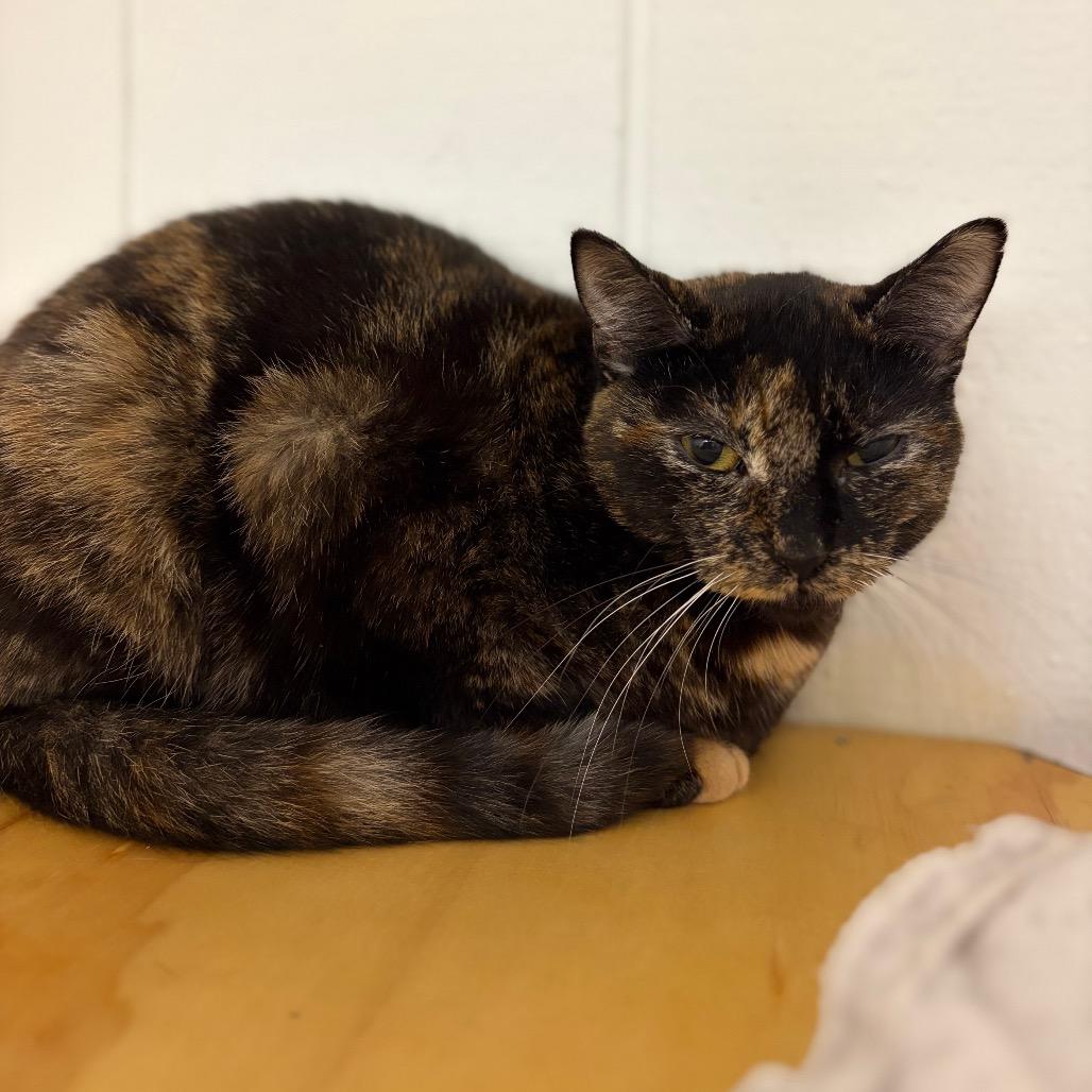 Enlarge Samba, a Adoptable Domestic Short Hair in Morrisville, VT image 2/3