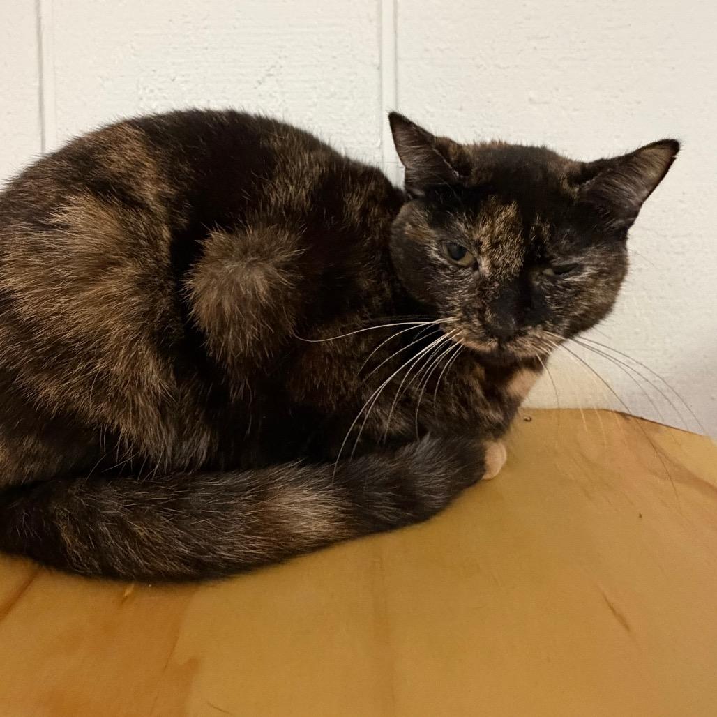 Enlarge Samba, a Adoptable Domestic Short Hair in Morrisville, VT image 3/3