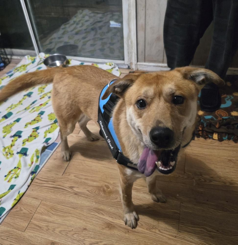 Enlarge Craig from Accounting, a Adoptable mixed breed in Columbus, OH image 2/6