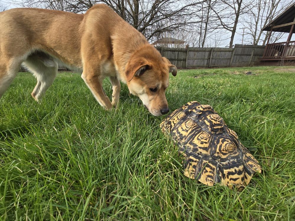 Enlarge Craig from Accounting, a Adoptable mixed breed in Columbus, OH image 3/6