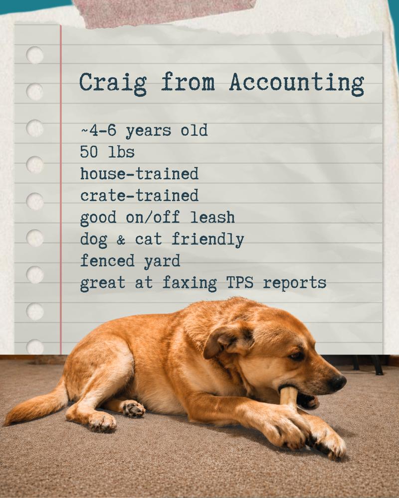 Craig from Accounting, a Adoptable mixed breed in Columbus, OH image 3/6